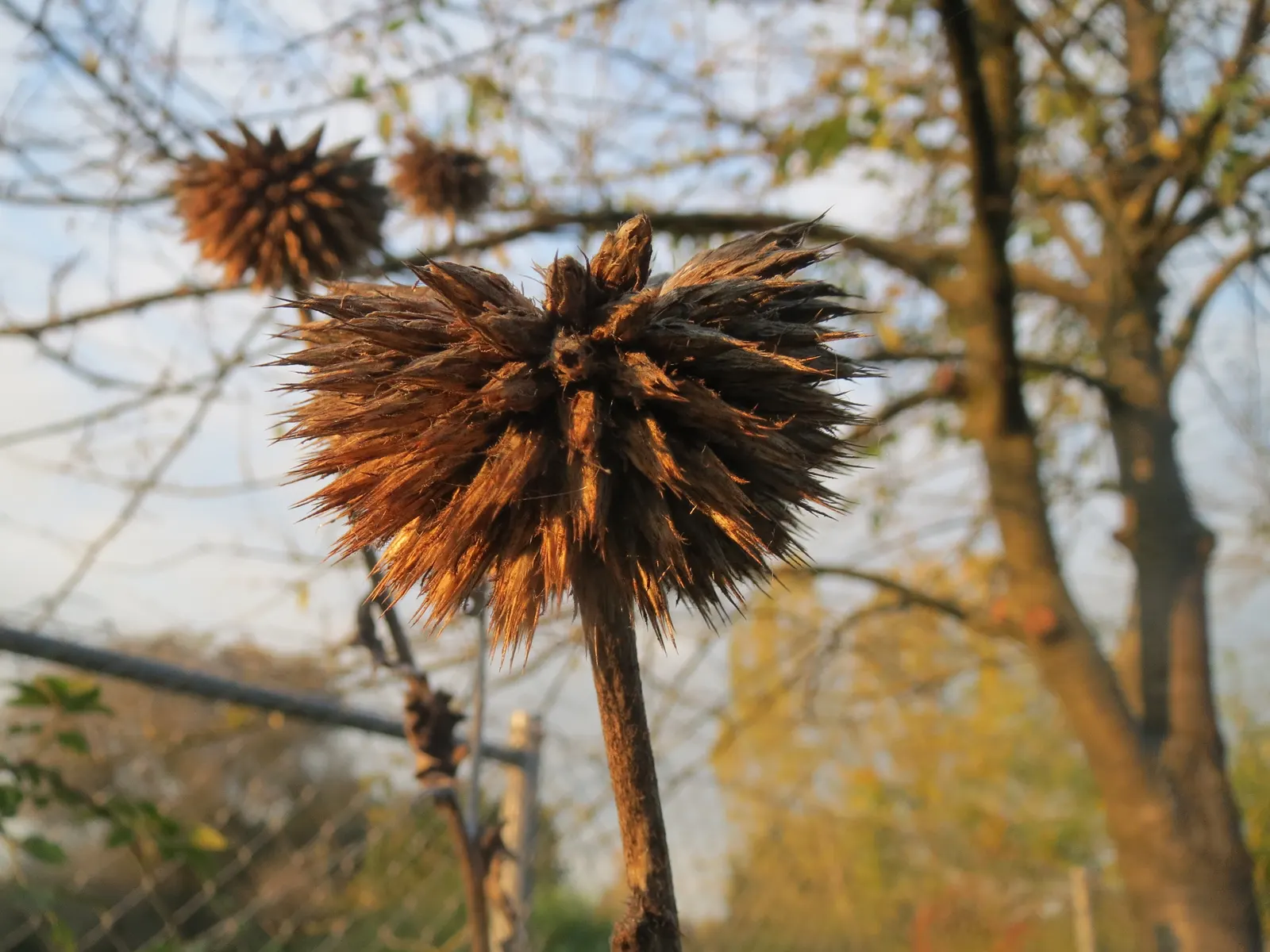 Globe Thistle (Echinops Ritro Ruthenicus) — but also for its resilience; enhancing the ecological value of the landscape, image 132