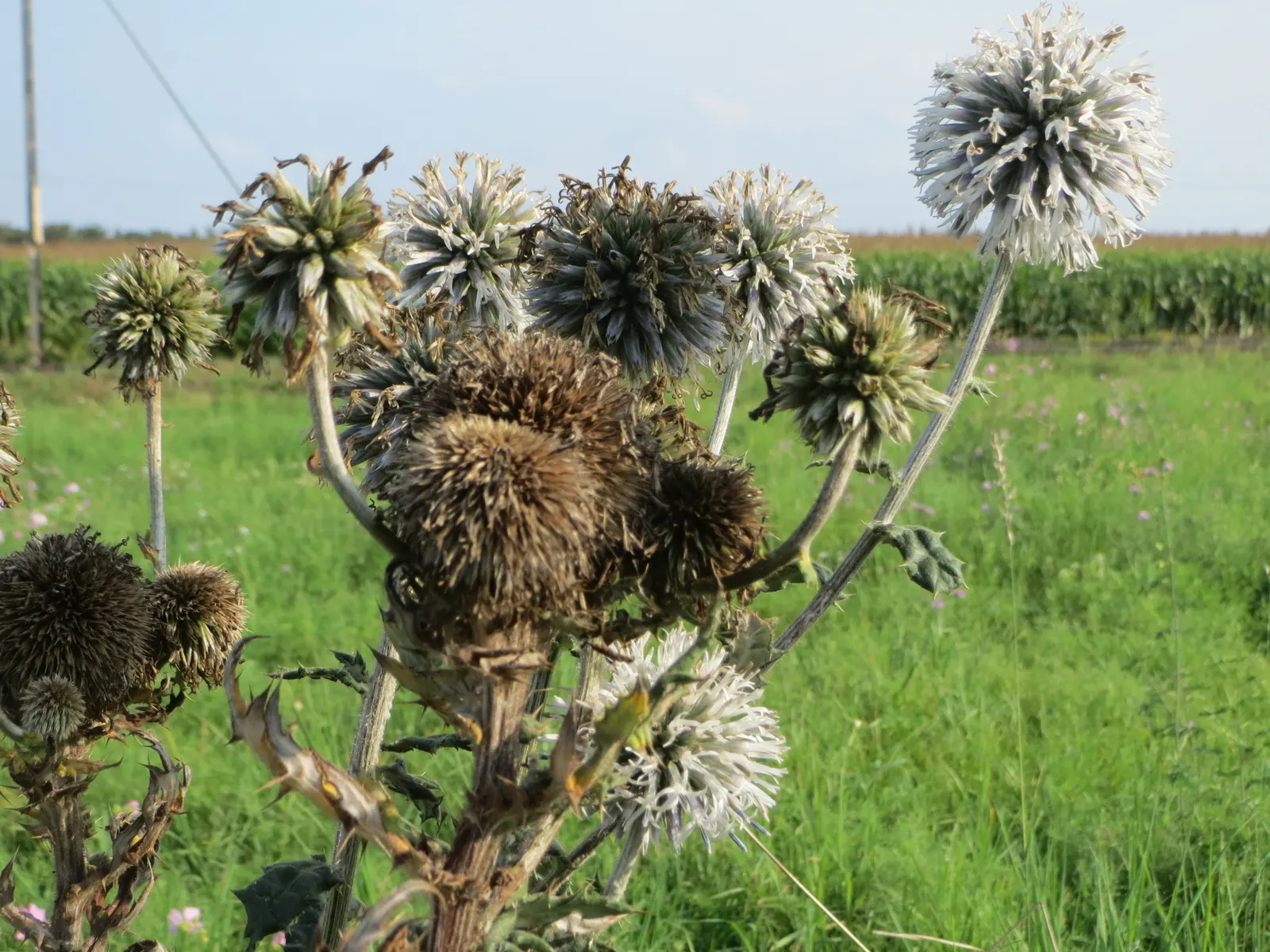 Globe Thistle (Echinops Ritro Ruthenicus) — annual / wildflower with blue blooms; and is best situated in full sun exposers