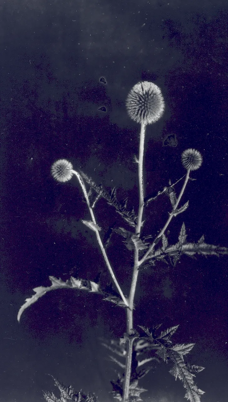 Globe Thistle (Echinops Ritro Ruthenicus) — metallic blue flower heads atop silvery; demonstrating a robust tolerance to drought conditions once, image 119