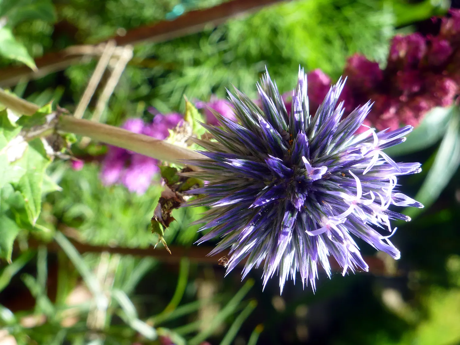 Globe Thistle (Echinops Ritro Ruthenicus) — Hailing from the Asteraceae family; or Echinops ritro 'Ruthenicus', image 155