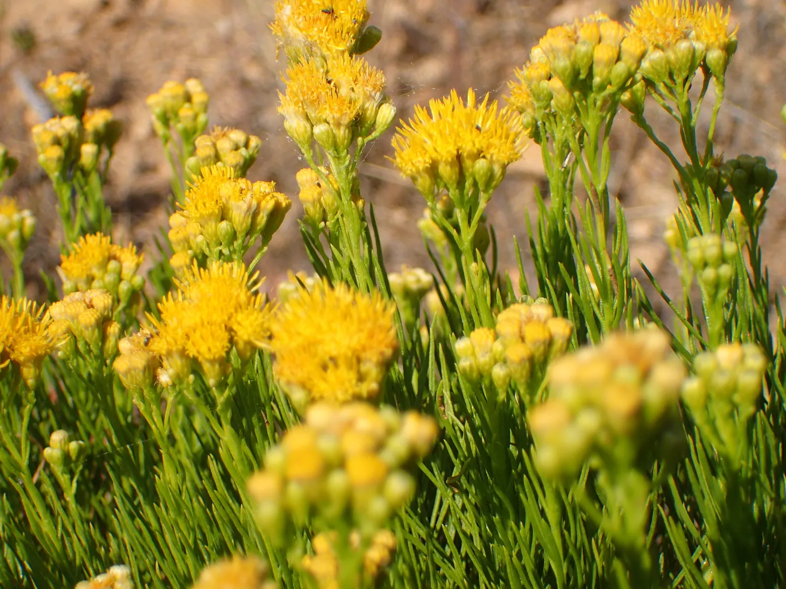 Golden Fleece (Ericameria Arborescens) — Golden Fleece (Ericameria arborescens) is a striking evergreen shrub