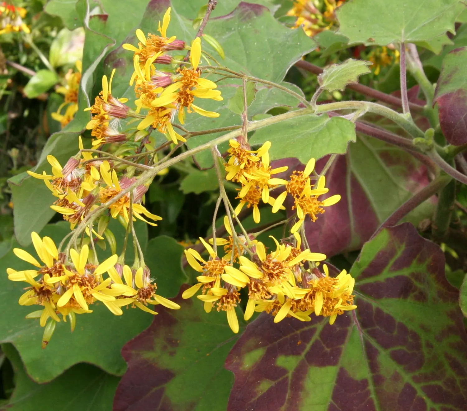 Velvet Groundsel (Roldana Petasitis) — felt-like leaves and impressive height; this plant exudes a tropical flair with its velvety, image 58