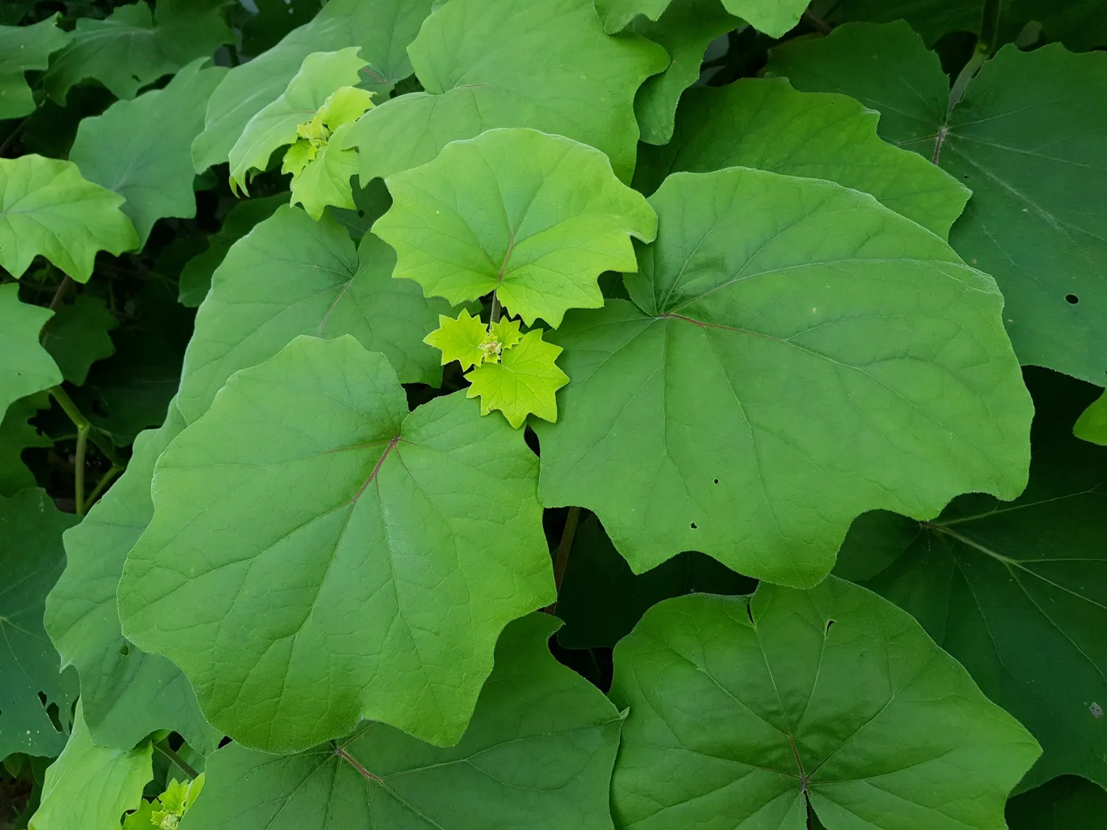 Velvet Groundsel (Roldana Petasitis) — Ideal for creating a lush, tropical feel in USDA zones 8-10
