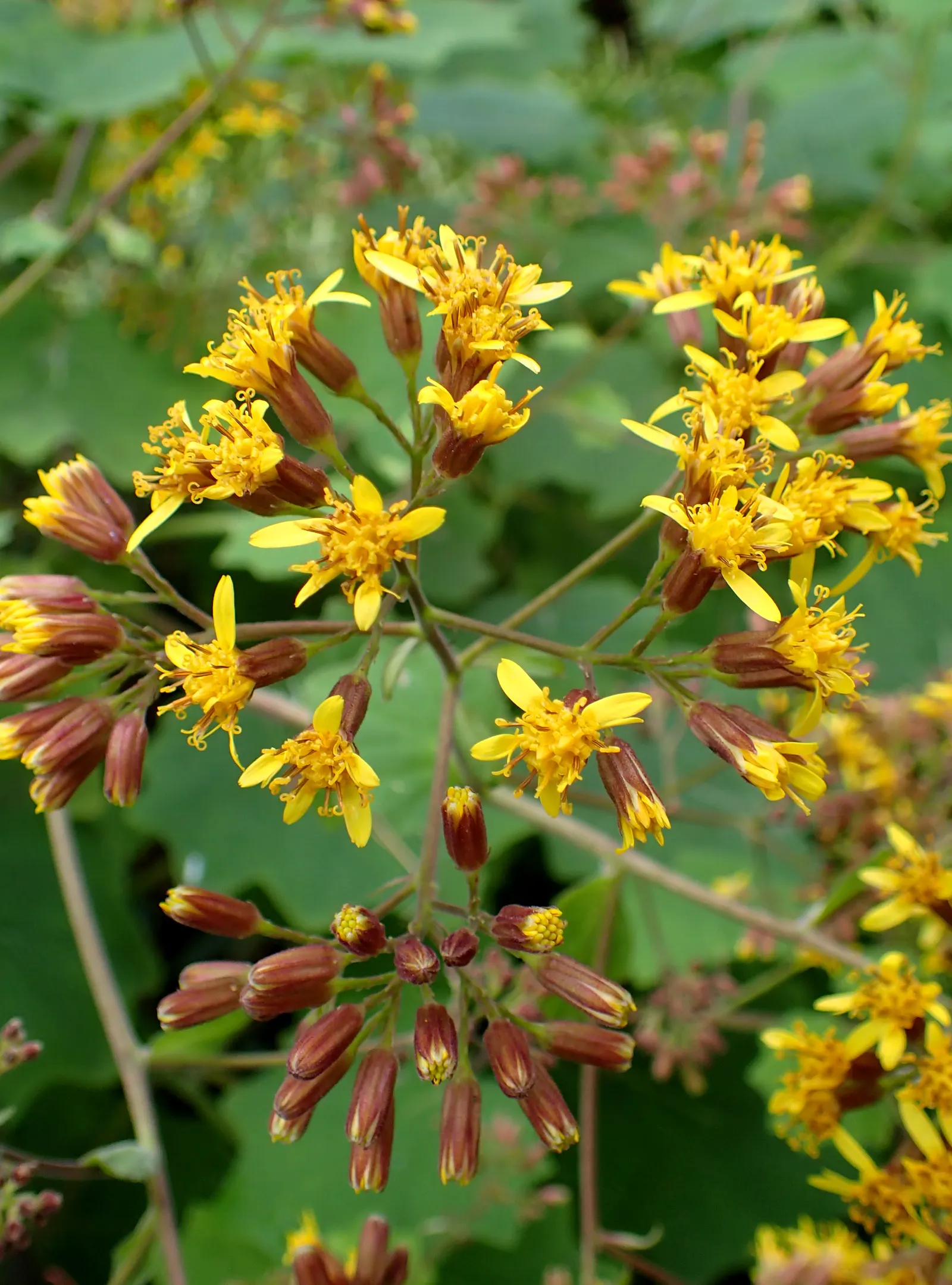 Velvet Groundsel (Roldana Petasitis) — Ideal for creating a lush, tropical feel in USDA zones 8-10; velvet Groundsel produces clusters of bright yellow