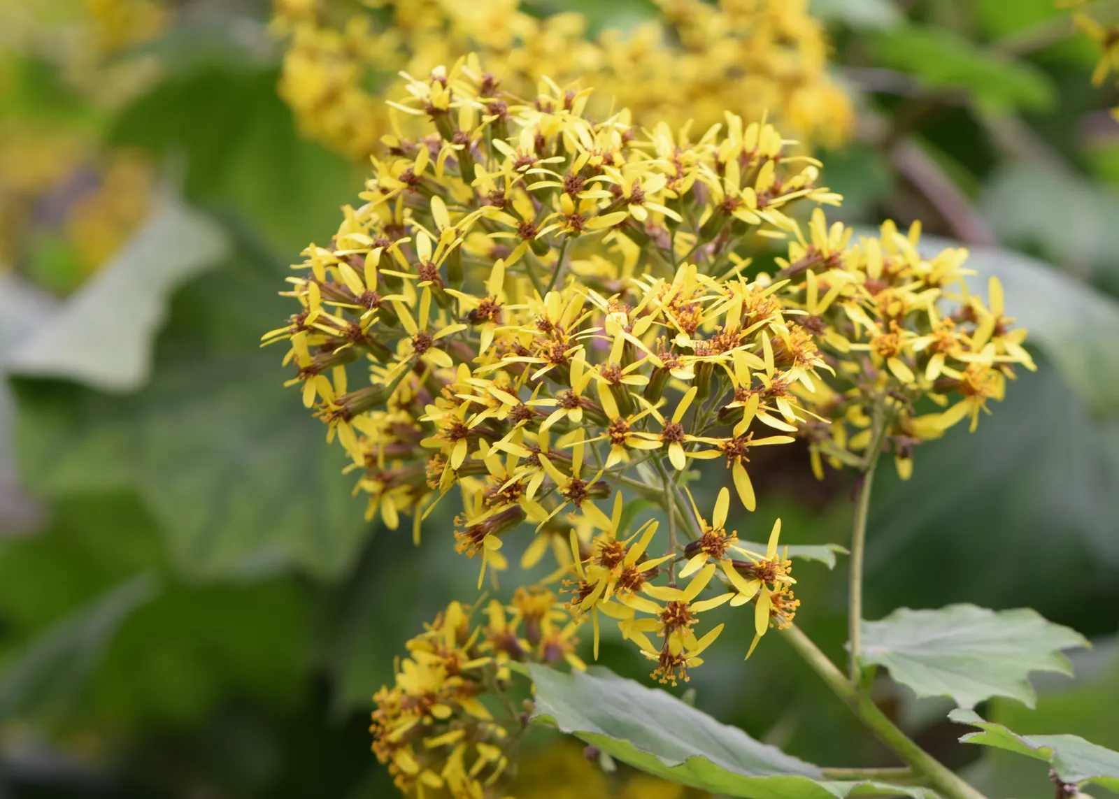 Velvet Groundsel (Roldana Petasitis) — shrub for full; roldana petasitis is an excellent choice to meet those aims