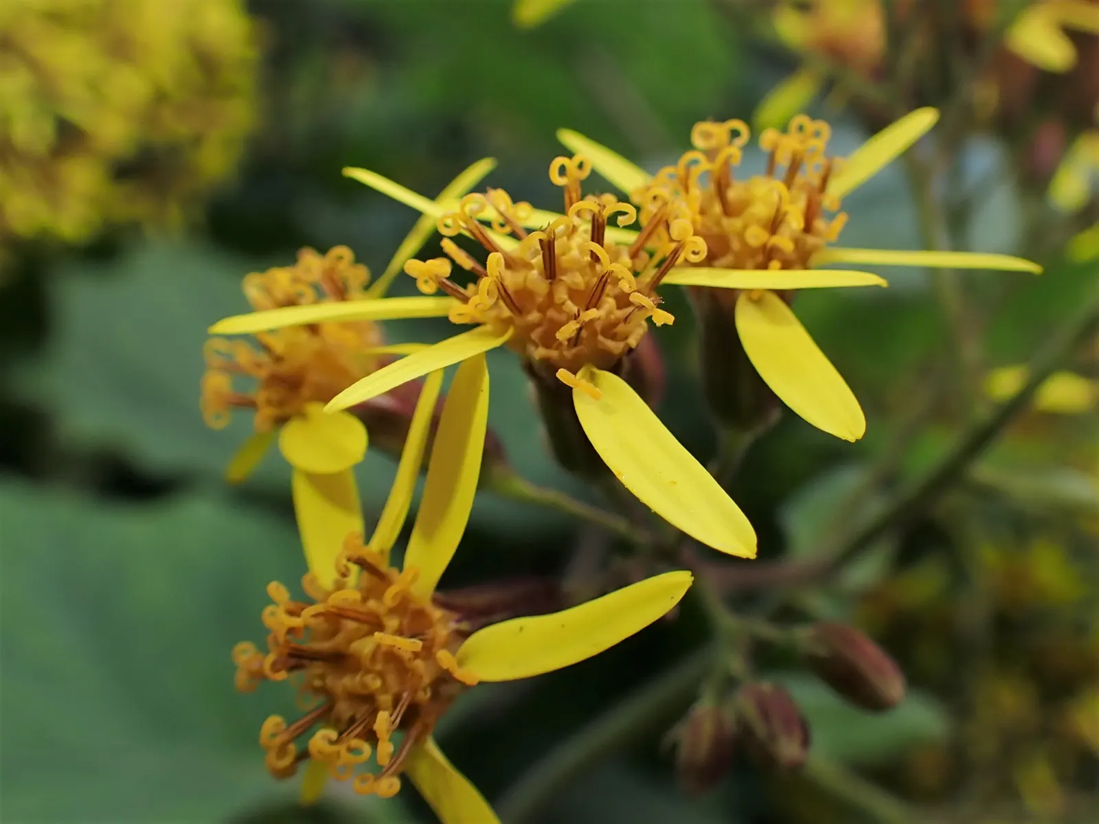 Velvet Groundsel (Roldana Petasitis) — It's a resilient choice in USDA hardiness zones 8 through 10, thriving in a range of garden conditions