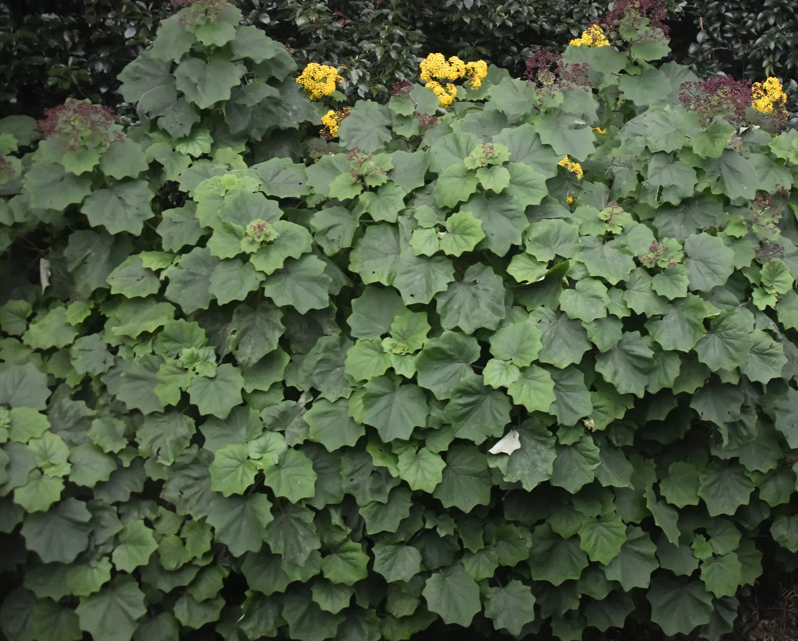Velvet Groundsel (Roldana Petasitis) — felt-like leaves and impressive height; this plant exudes a tropical flair with its velvety