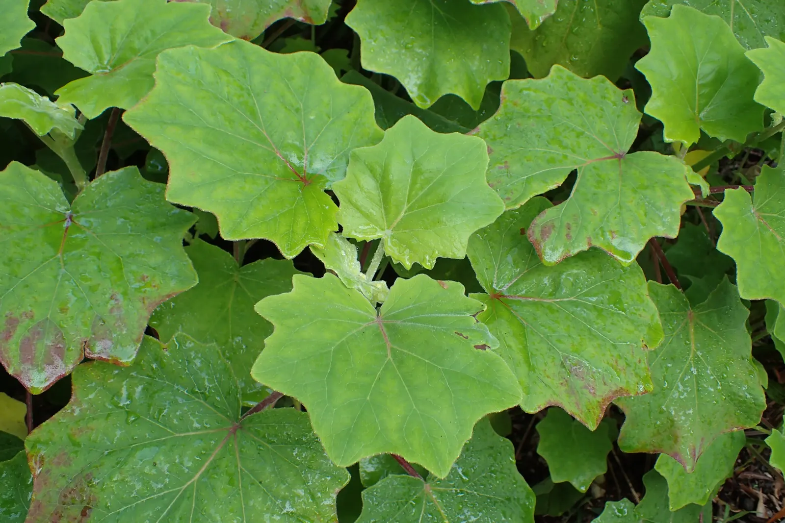 Velvet Groundsel (Roldana Petasitis) — well-drained soil and prefers partial sun to light shade; however; roldana petasitis is an excellent choice, image 72