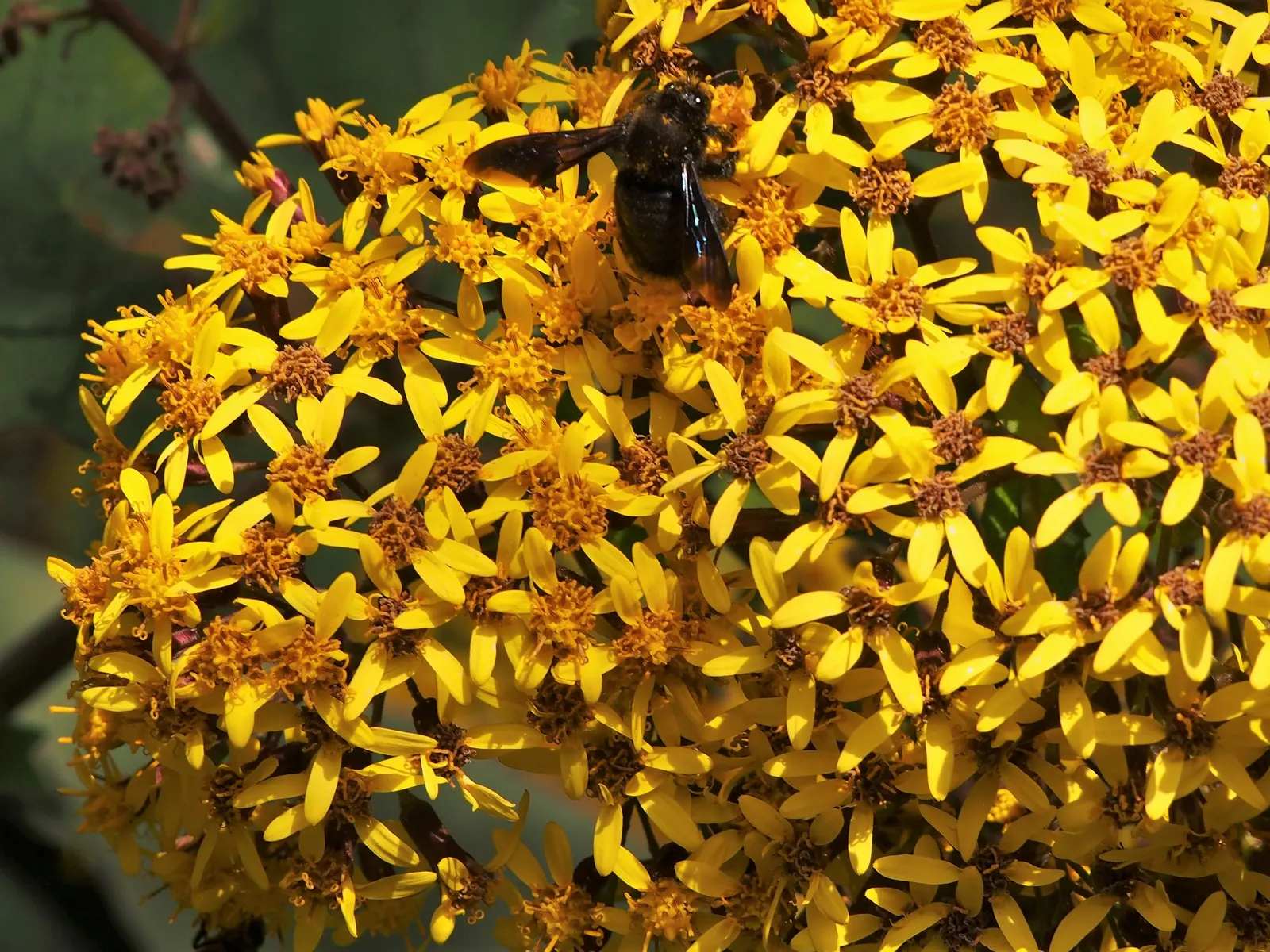 Velvet Groundsel (Roldana Petasitis) — it boasts sunny yellow flowers in clusters