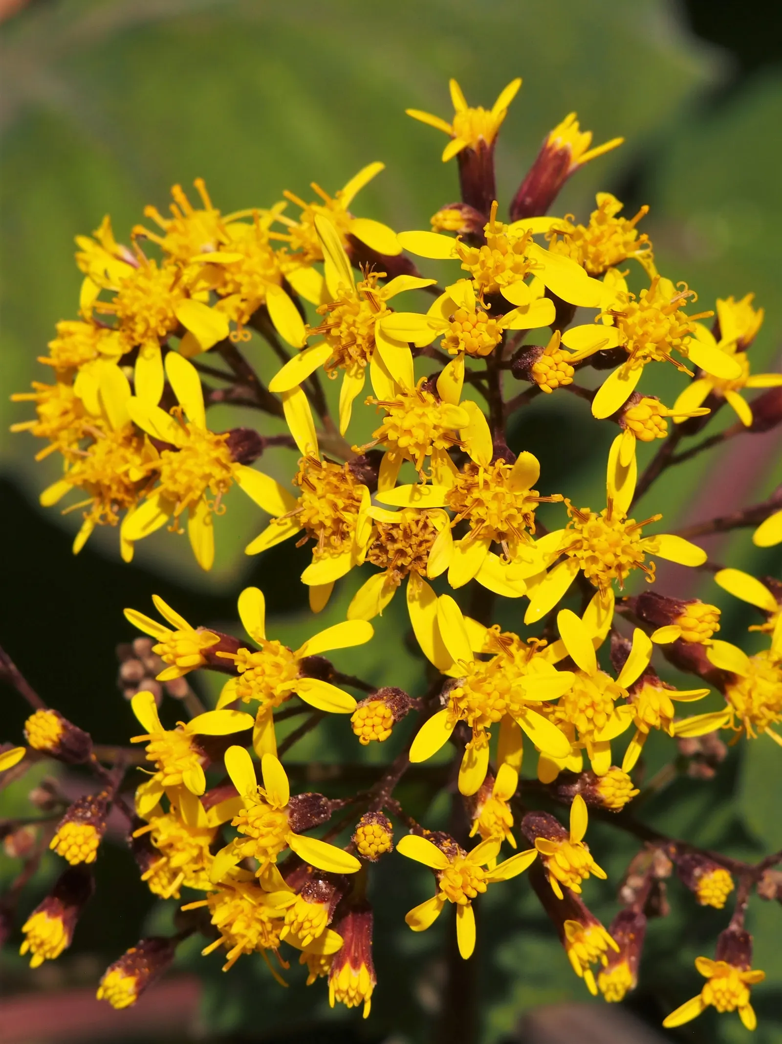 Velvet Groundsel (Roldana Petasitis) — adding a splash of color to the muted winter landscape; roldana petasitis is an excellent choice to meet those aims