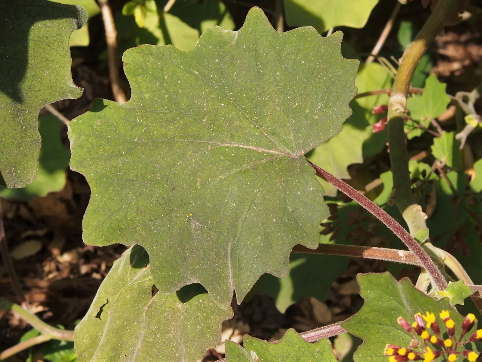 Velvet Groundsel (Roldana Petasitis) — it can tolerate brighter conditions if kept adequately watered.<br><br>From late winter to early spring