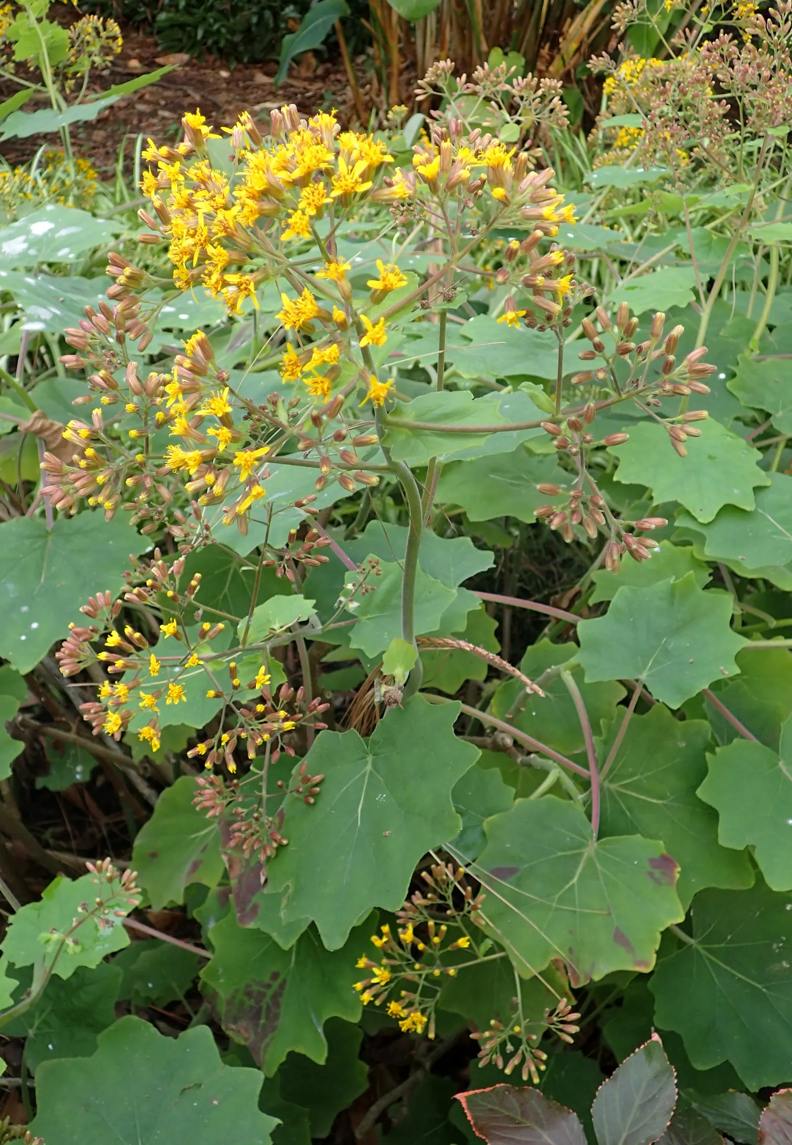 Velvet Groundsel (Roldana Petasitis) — daisy-like flowers atop tall stems; velvet Groundsel produces clusters of bright yellow