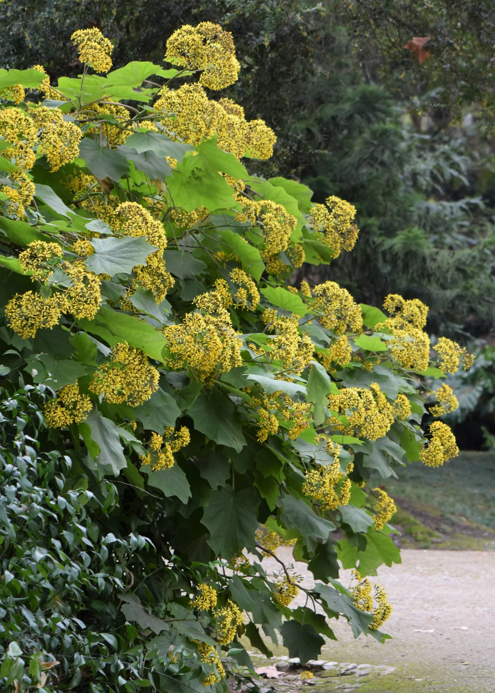 Velvet Groundsel (Roldana Petasitis) — This robust plant thrives in part shade to full sun and prefers well-drained soil