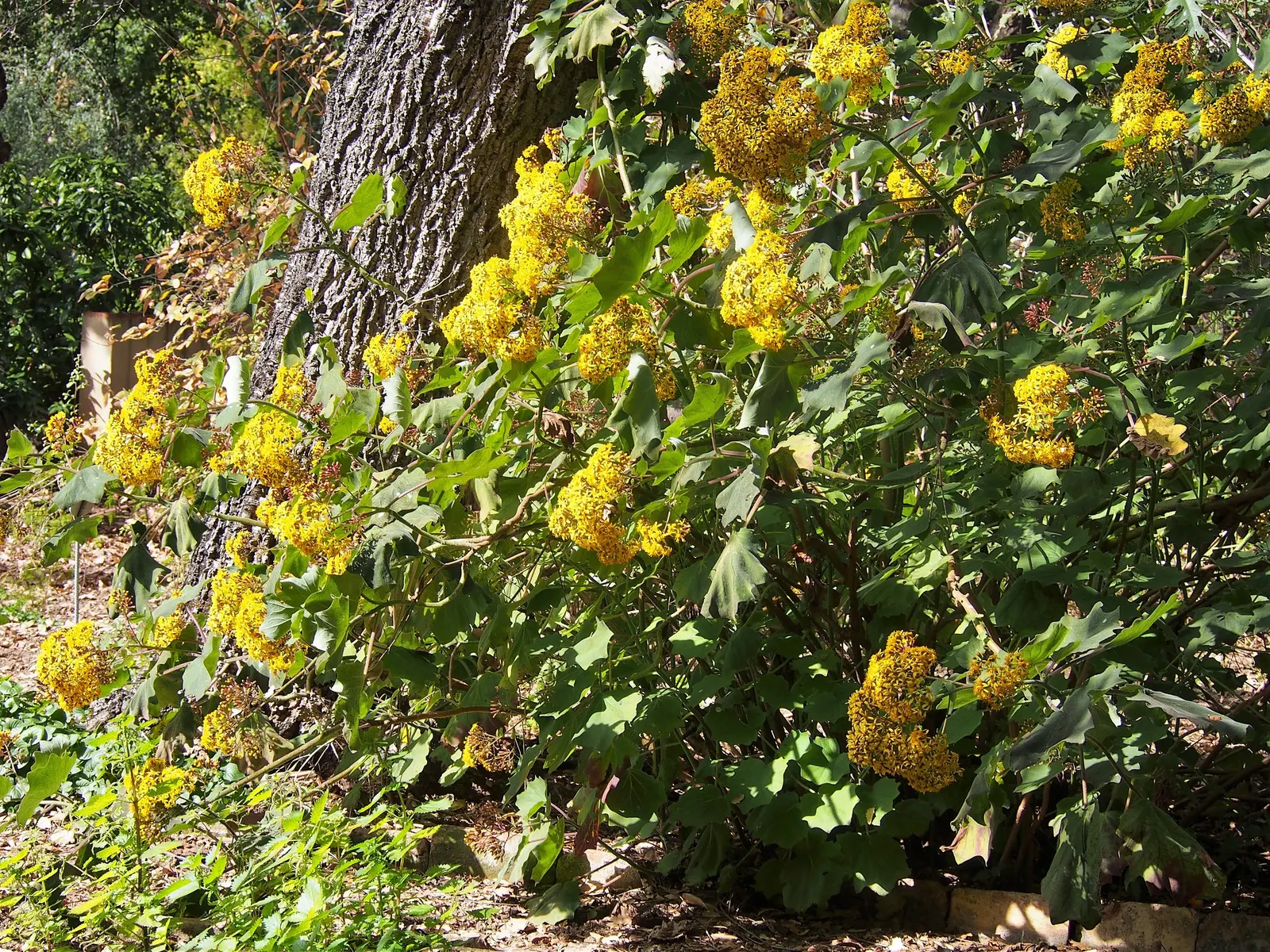 Velvet Groundsel (Roldana Petasitis) — Ideal for creating a lush, tropical feel in USDA zones 8-10; velvet Groundsel produces clusters of bright, image 63