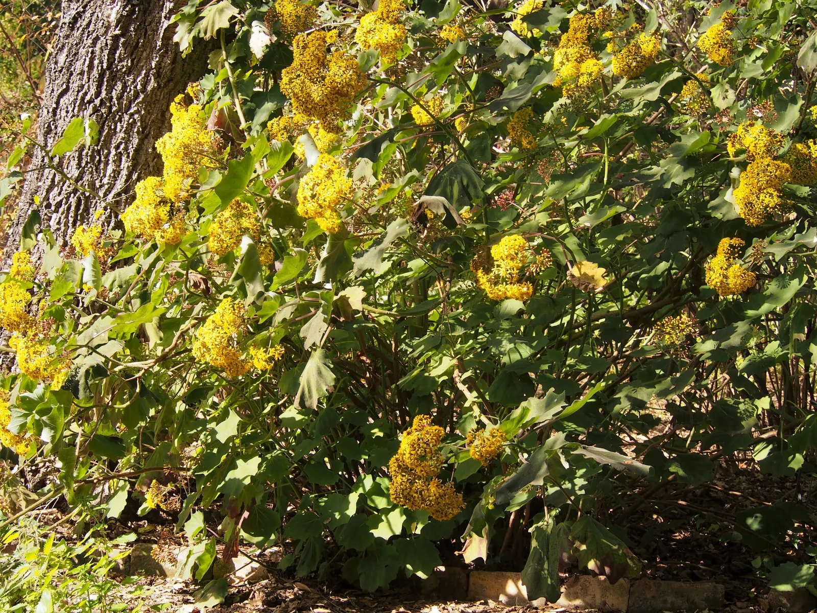 Velvet Groundsel (Roldana Petasitis) — Velvet Groundsel produces clusters of bright yellow; this plant exudes a tropical flair with its velvety