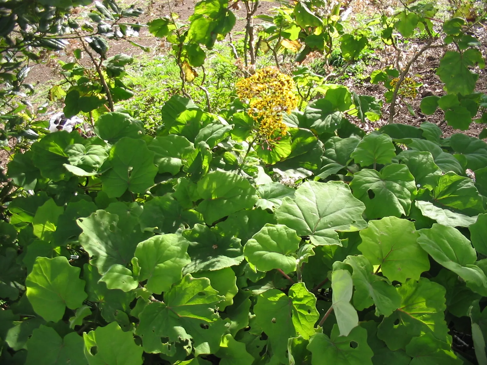 Velvet Groundsel (Roldana Petasitis) — adding a vibrant splash to any garden; it boasts sunny yellow flowers in clusters, image 61