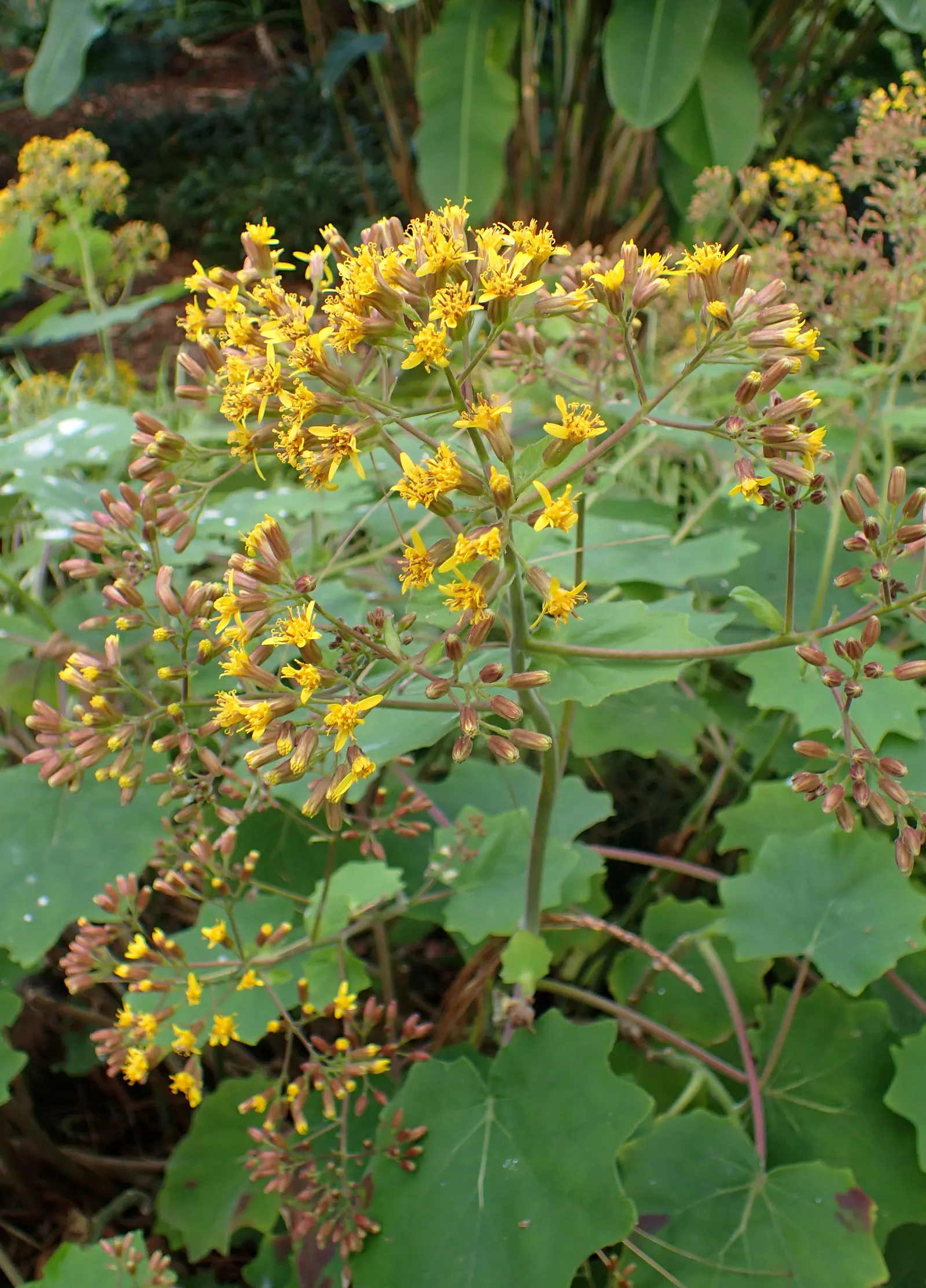 Velvet Groundsel (Roldana Petasitis) — it boasts sunny yellow flowers in clusters; roldana petasitis is an excellent choice to meet those aims, image 60