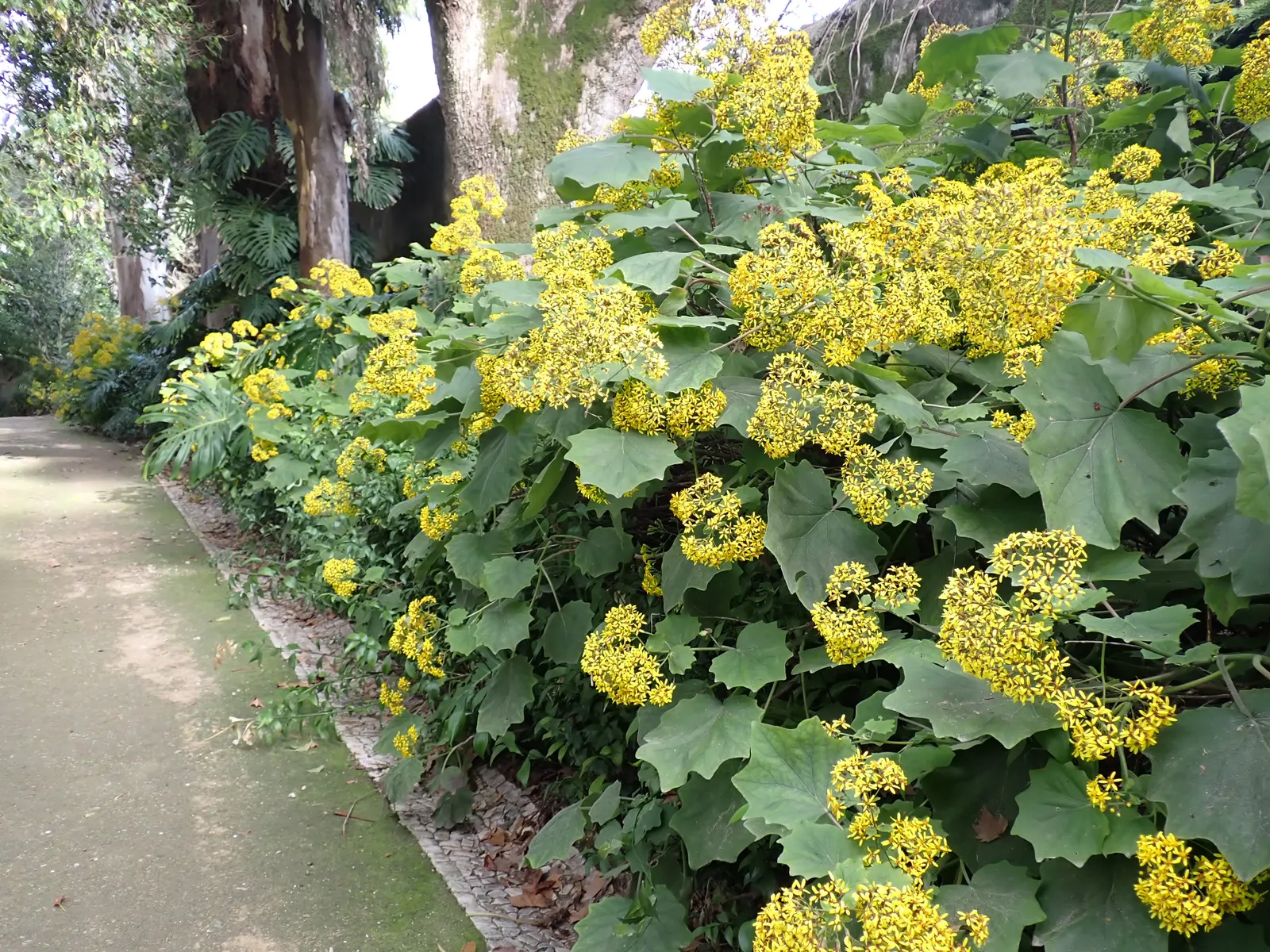 Velvet Groundsel (Roldana Petasitis) — Native to the cloud forests of Central America; this plant exudes a tropical flair with its velvety