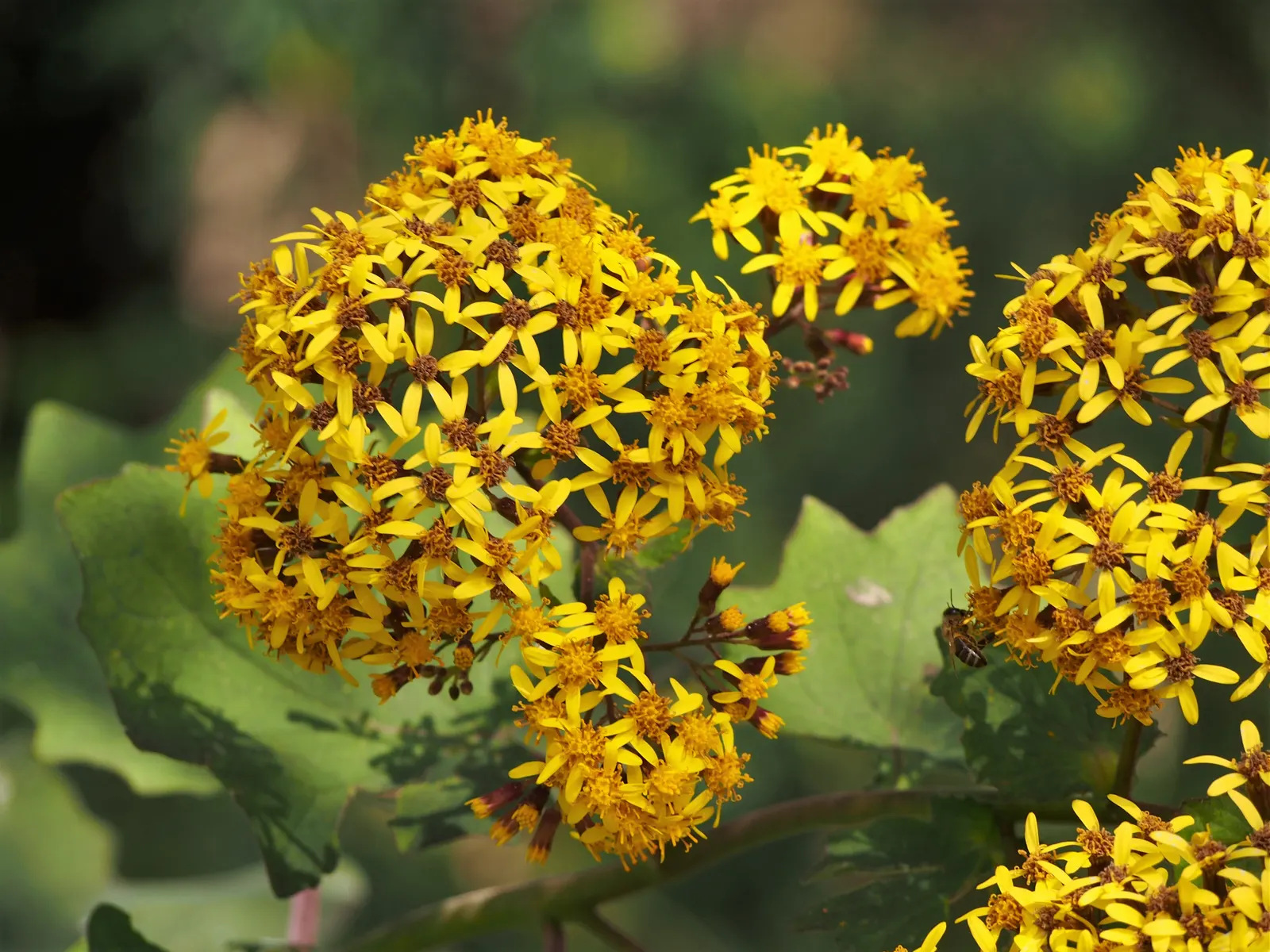 Velvet Groundsel (Roldana Petasitis) — enhancing the biodiversity of your garden; velvet Groundsel produces clusters of bright yellow