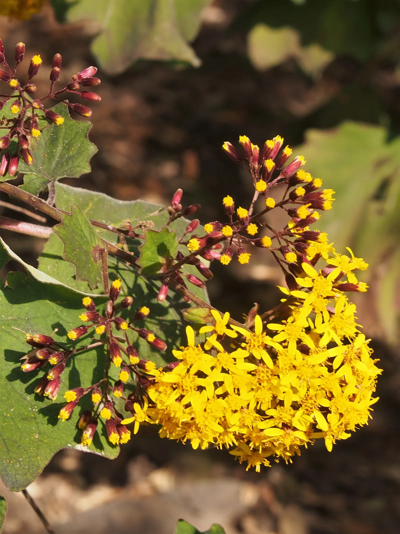Velvet Groundsel (Roldana Petasitis) — is a substantial herbaceous perennial that commands attention in any landscape design; it boasts sunny yellow flowers in