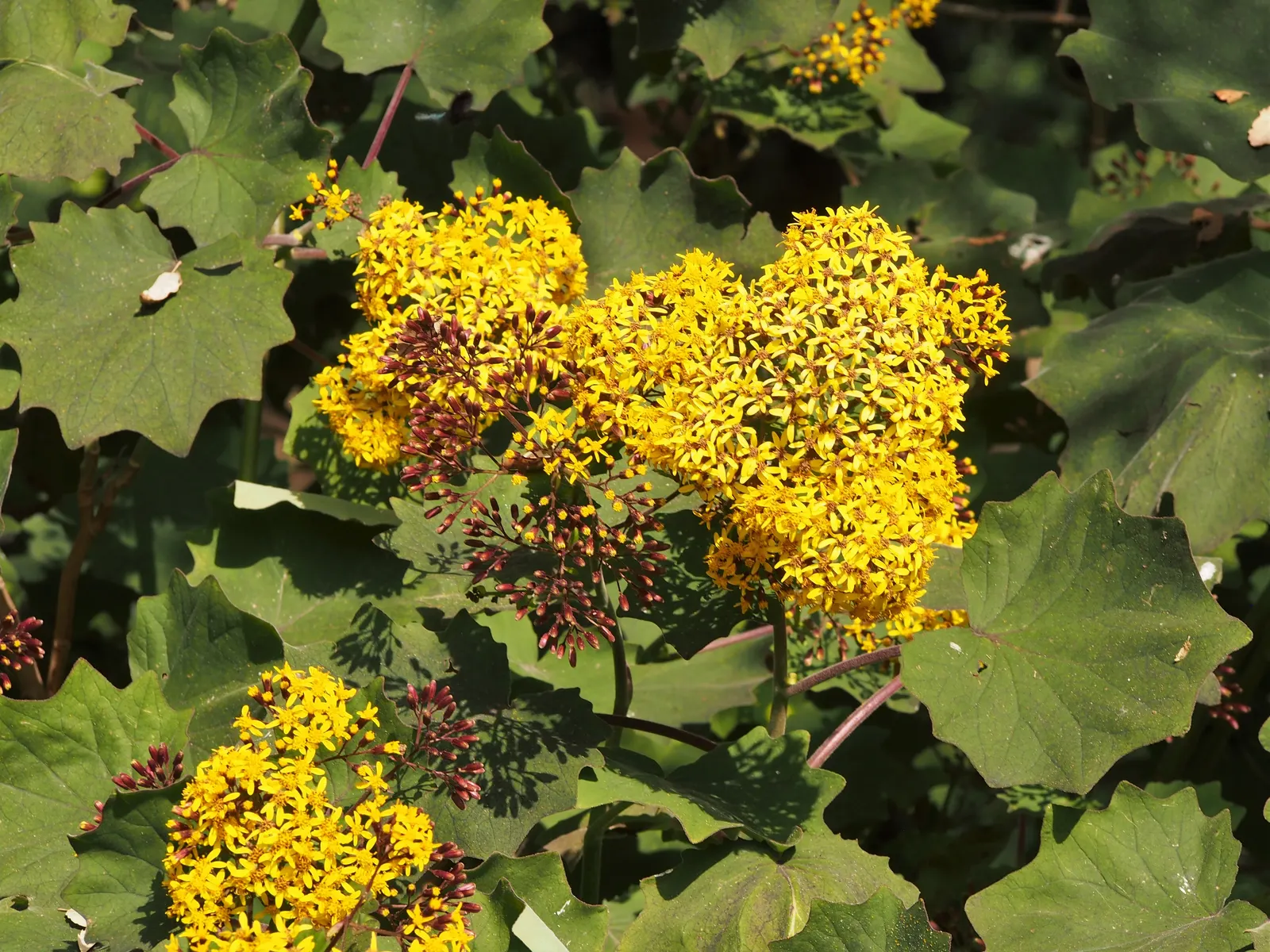 Velvet Groundsel (Roldana Petasitis) — enhancing the biodiversity of your garden