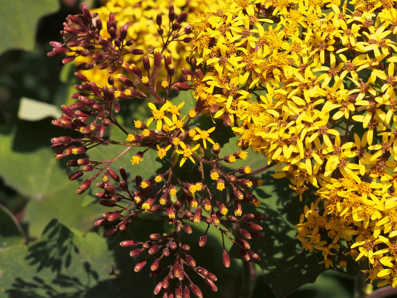 Velvet Groundsel (Roldana Petasitis) — In the late winter to early spring; velvet Groundsel produces clusters of bright yellow