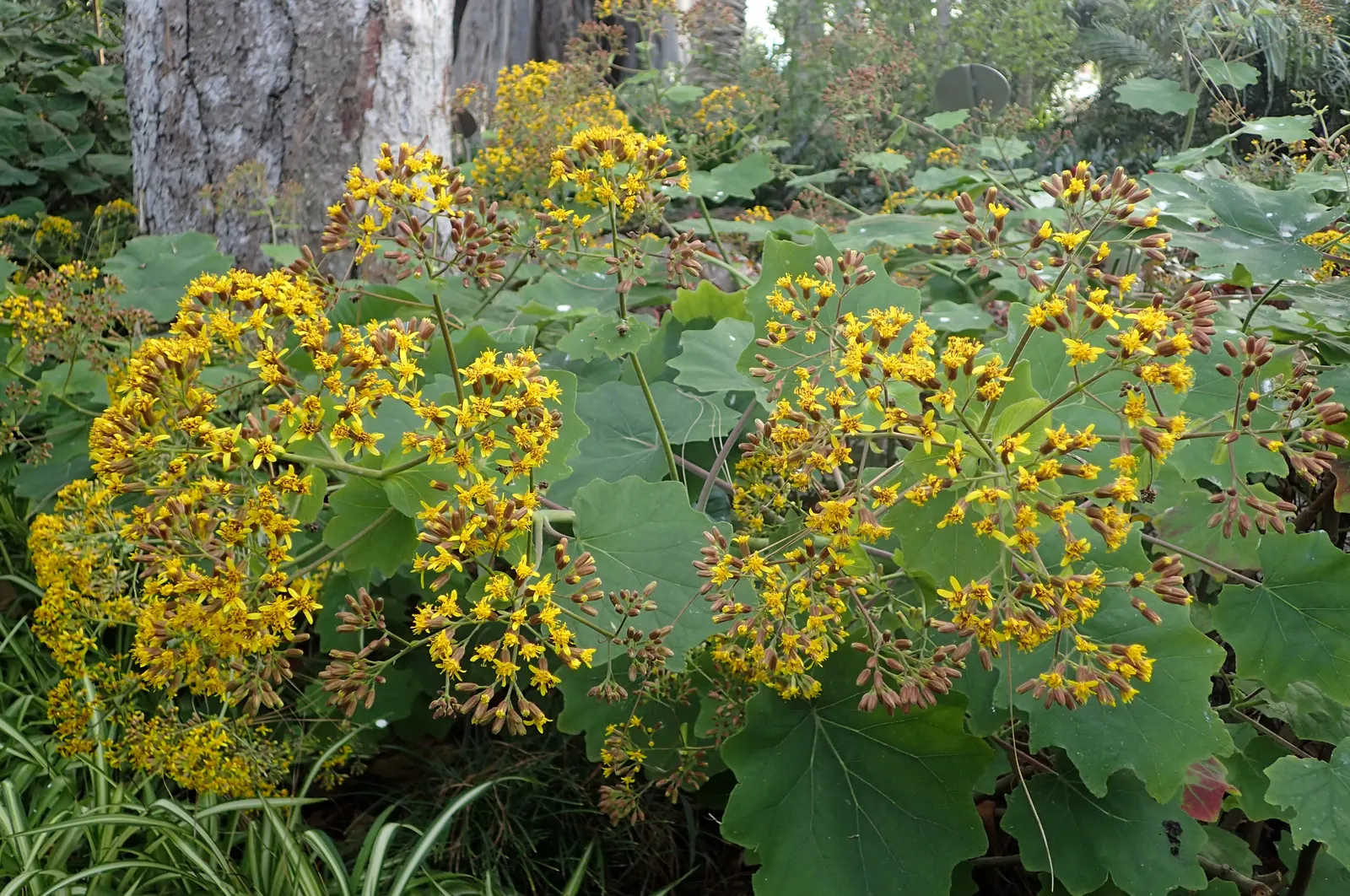 Velvet Groundsel (Roldana Petasitis) — yellow flowers in the garden; this plant exudes a tropical flair with its velvety
