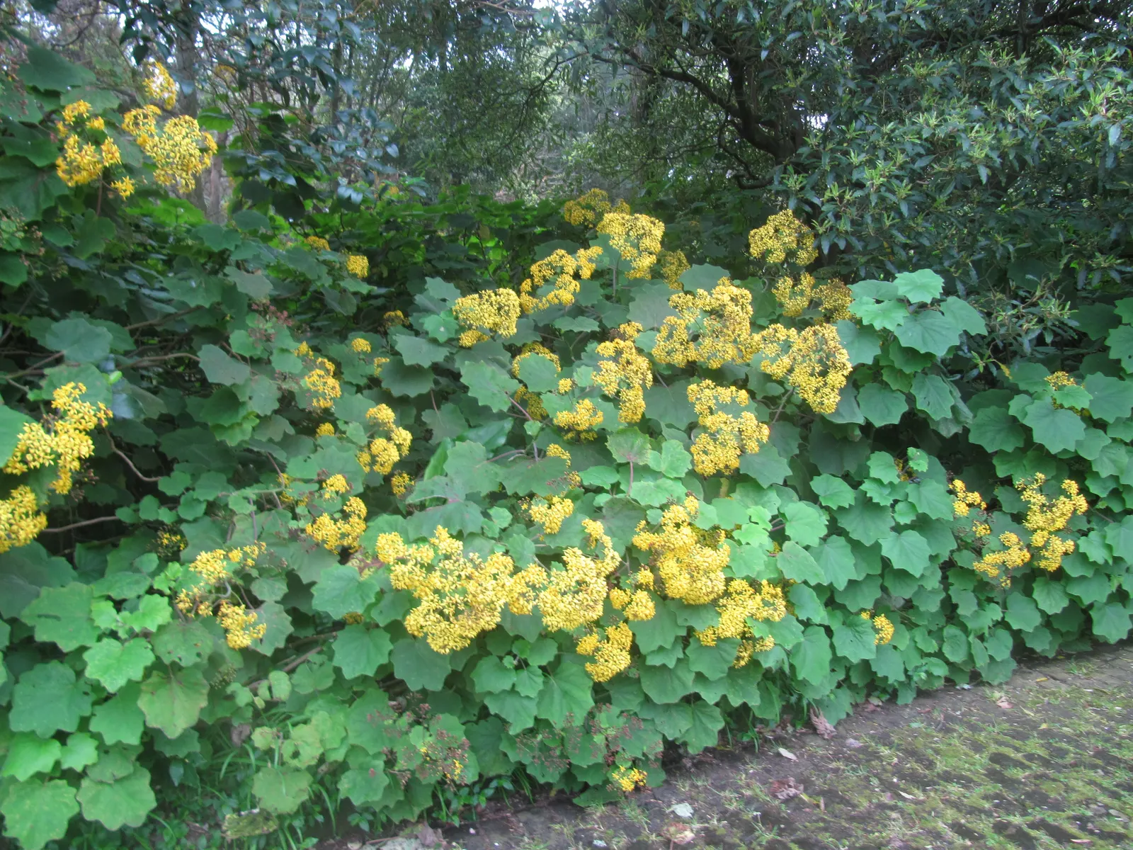 Velvet Groundsel (Roldana Petasitis) — Roldana petasitis is an excellent choice to meet those aims