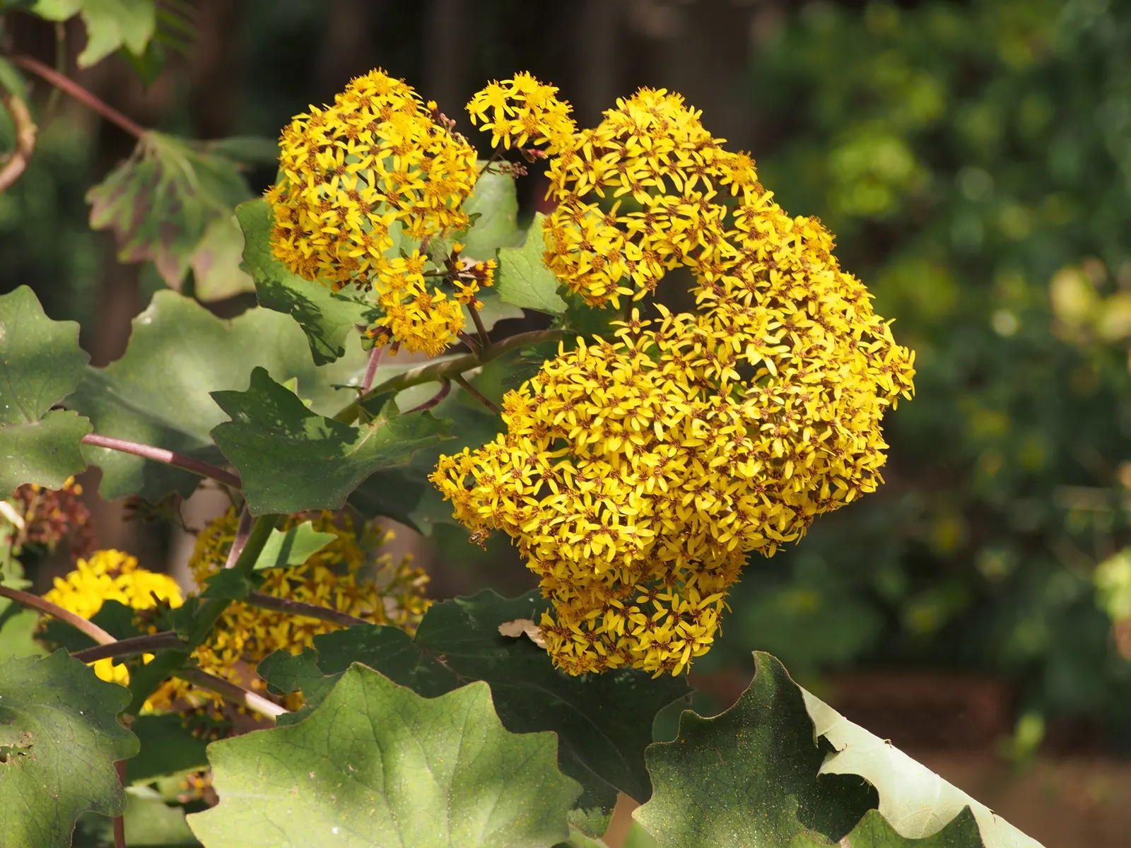Velvet Groundsel (Roldana Petasitis) — shrub with yellow blooms; velvet Groundsel produces clusters of bright yellow