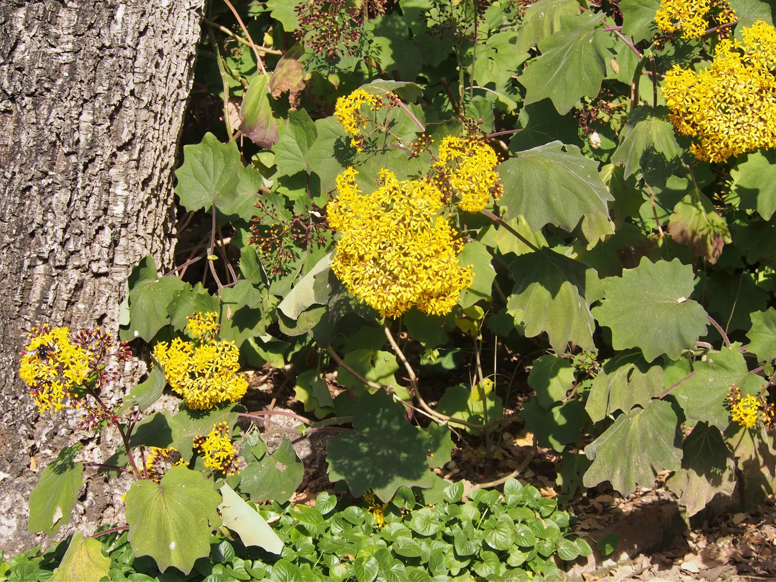 Velvet Groundsel (Roldana Petasitis) — heart-shaped leaves that span up to 10 inches across; roldana petasitis is an excellent choice to meet those, image 68