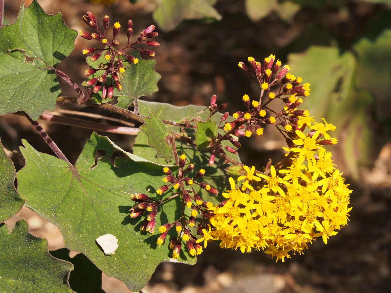Velvet Groundsel (Roldana Petasitis) — scientifically named Roldana petasitis; roldana petasitis is an excellent choice to meet those aims
