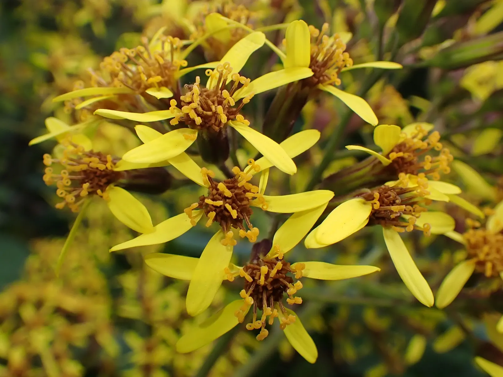 Velvet Groundsel (Roldana Petasitis) — These blossoms are not only eye-catching but also attract a variety of pollinators