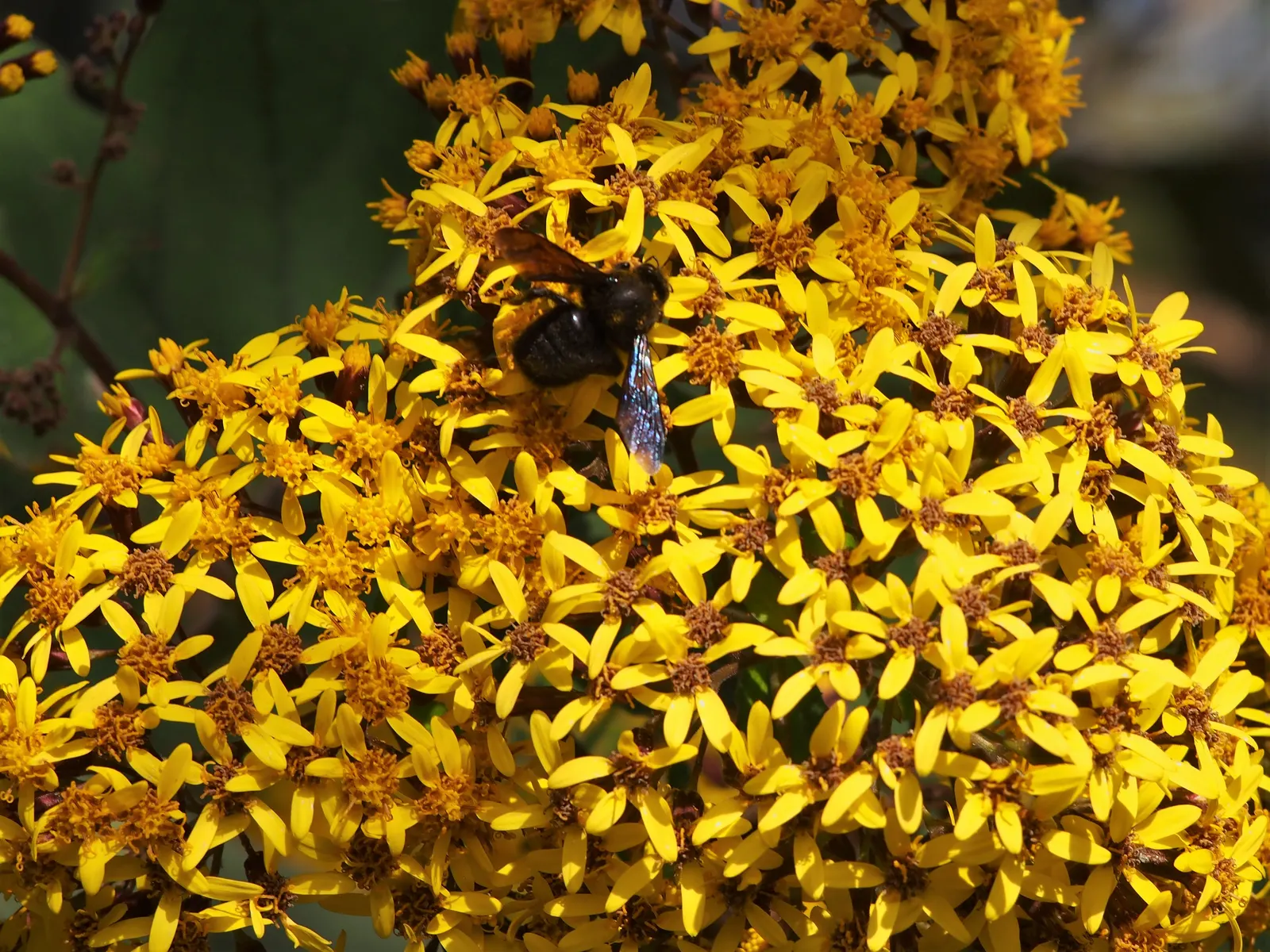 Velvet Groundsel (Roldana Petasitis) — It's a resilient choice in USDA hardiness zones 8 through 10, thriving in a range of garden conditions; this plant