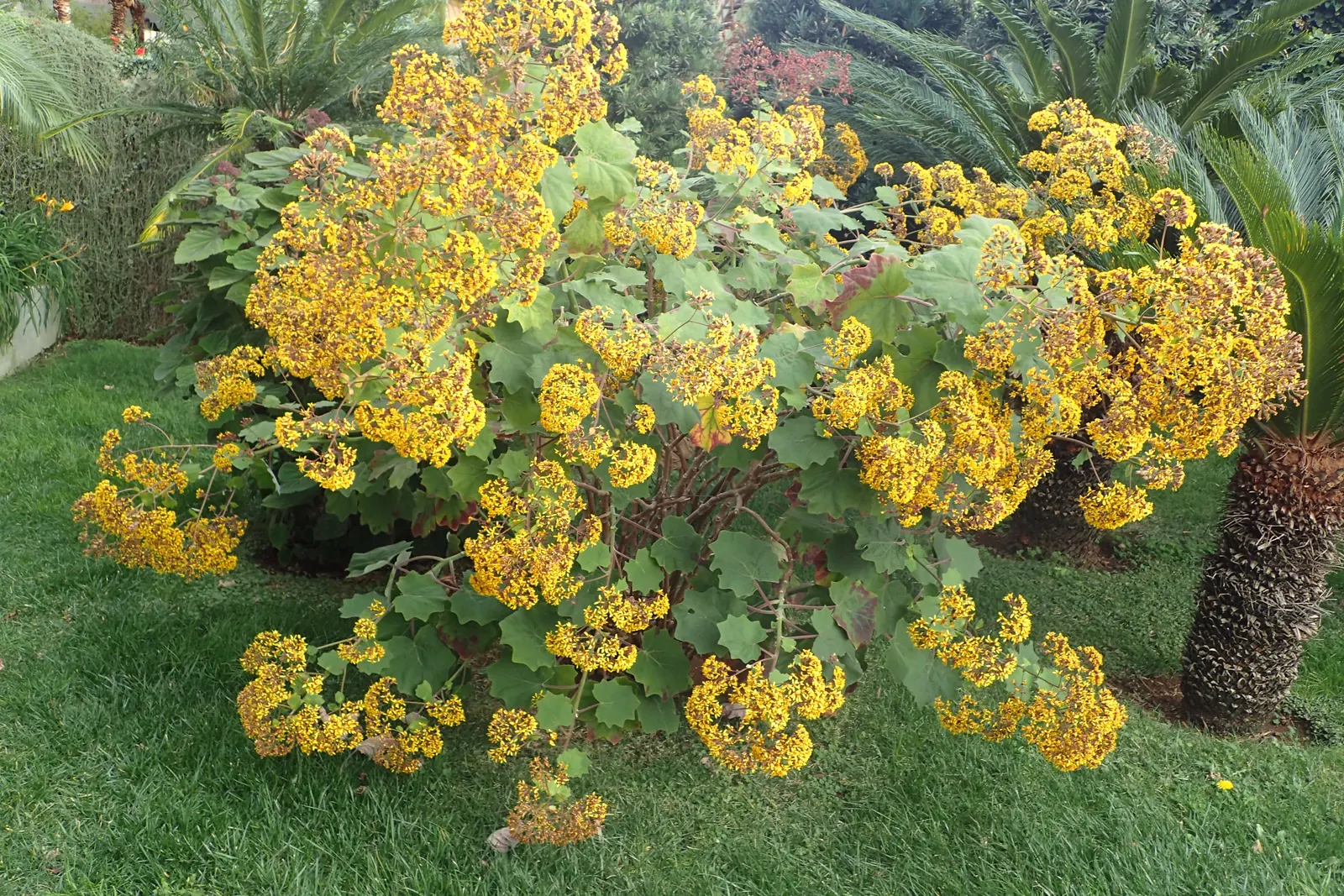 Velvet Groundsel (Roldana Petasitis) — is a substantial herbaceous perennial that commands attention in any landscape design; it boasts sunny, image 65