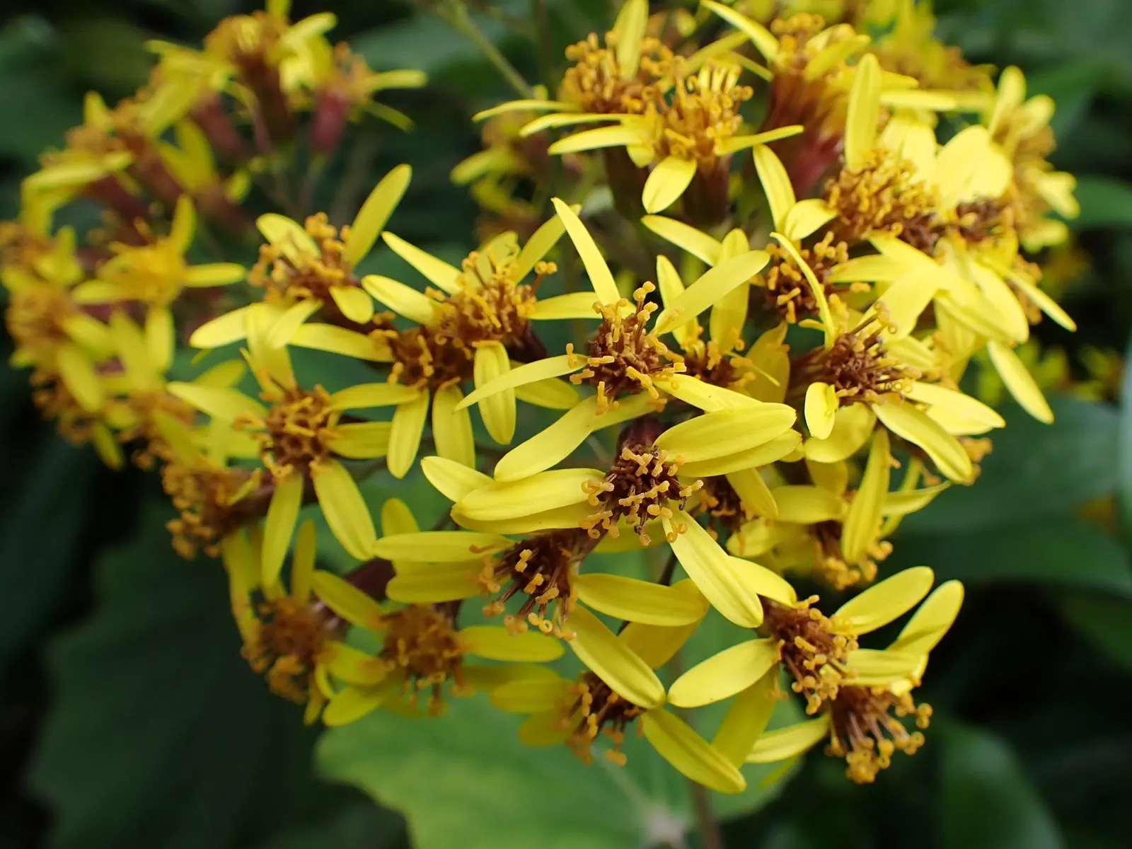 Velvet Groundsel (Roldana Petasitis) — scientifically named Roldana petasitis; roldana petasitis is an excellent choice to meet those aims, image 64
