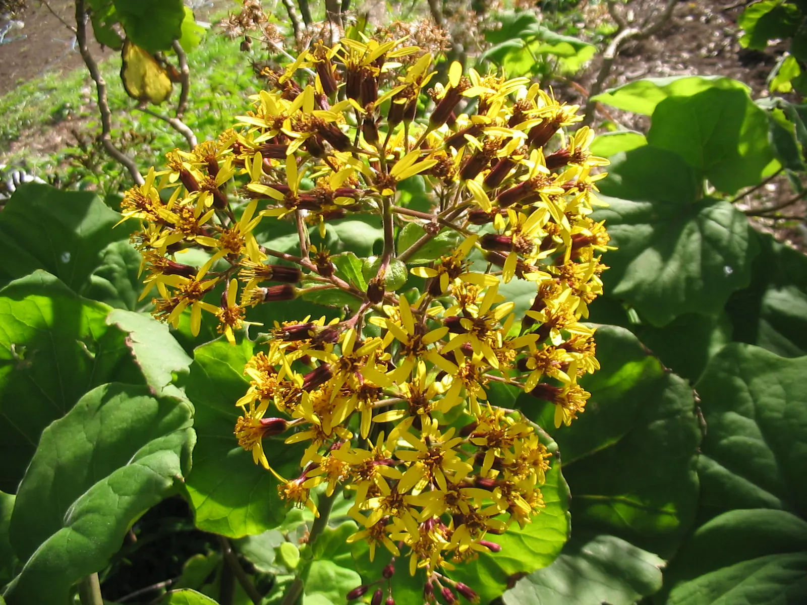 Velvet Groundsel (Roldana Petasitis) — Roldana petasitis flourishes in moist; velvet Groundsel produces clusters of bright yellow, image 71
