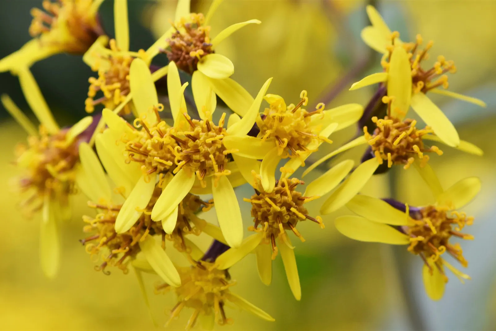 Velvet Groundsel (Roldana Petasitis) — This robust plant thrives in part shade to full sun and prefers well-drained soil; this plant exudes a, image 62