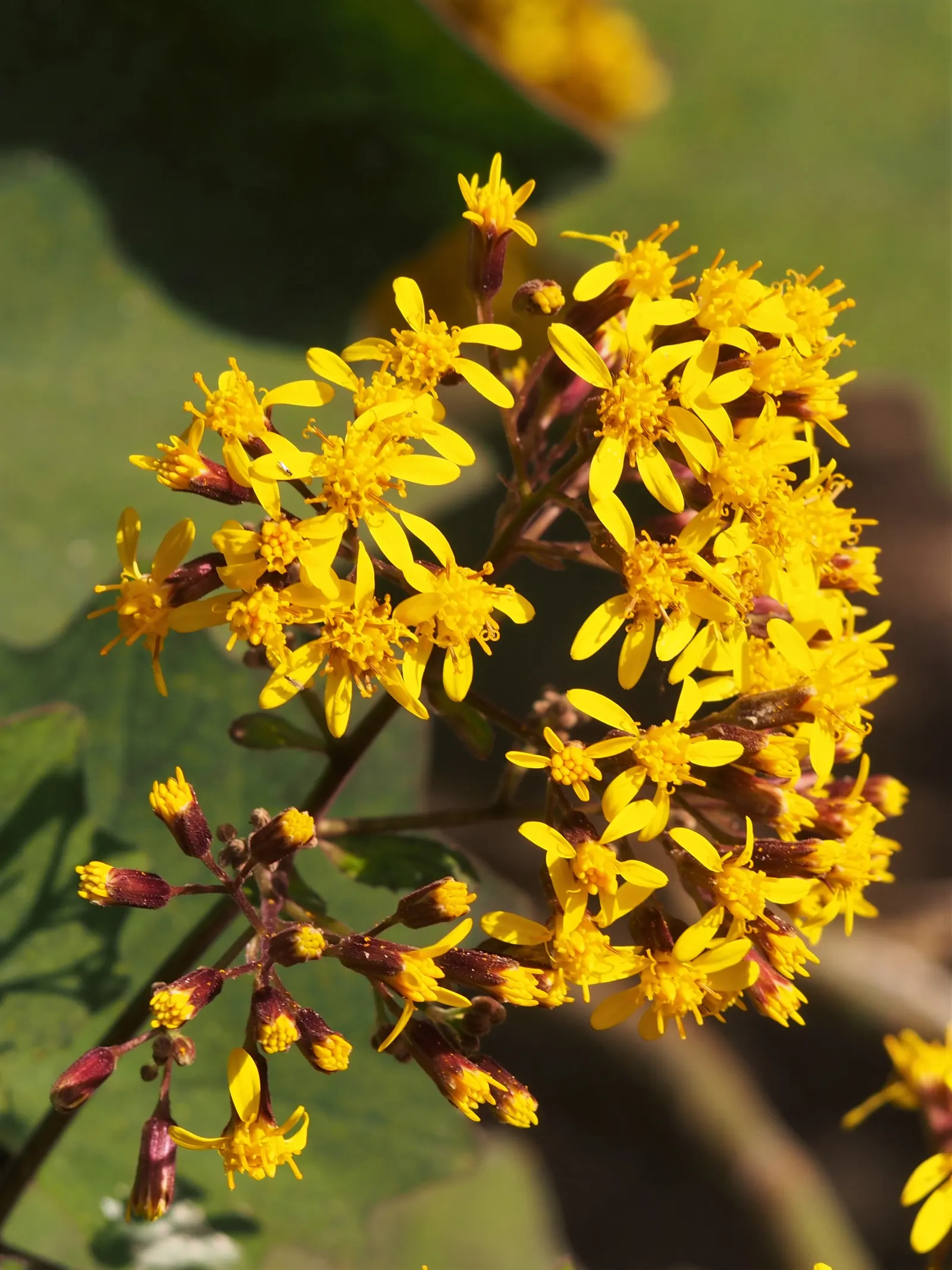 Velvet Groundsel (Roldana Petasitis) — this plant exudes a tropical flair with its velvety; velvet Groundsel produces clusters of bright yellow, image 67