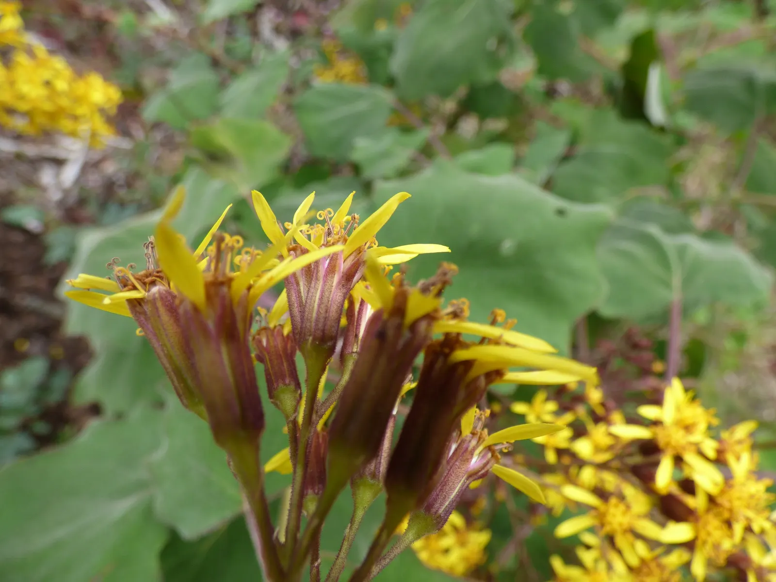 Velvet Groundsel (Roldana Petasitis) — Roldana petasitis flourishes in moist; velvet Groundsel produces clusters of bright yellow