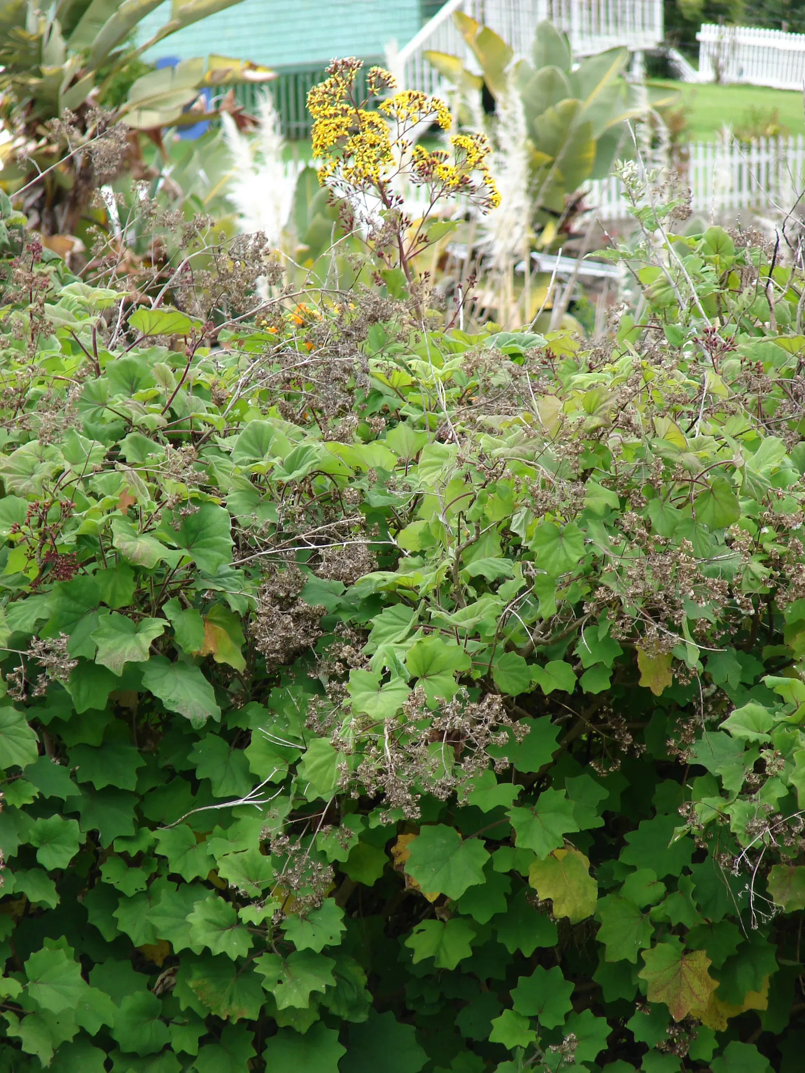 Velvet Groundsel (Roldana Petasitis) — Roldana petasitis flourishes in moist