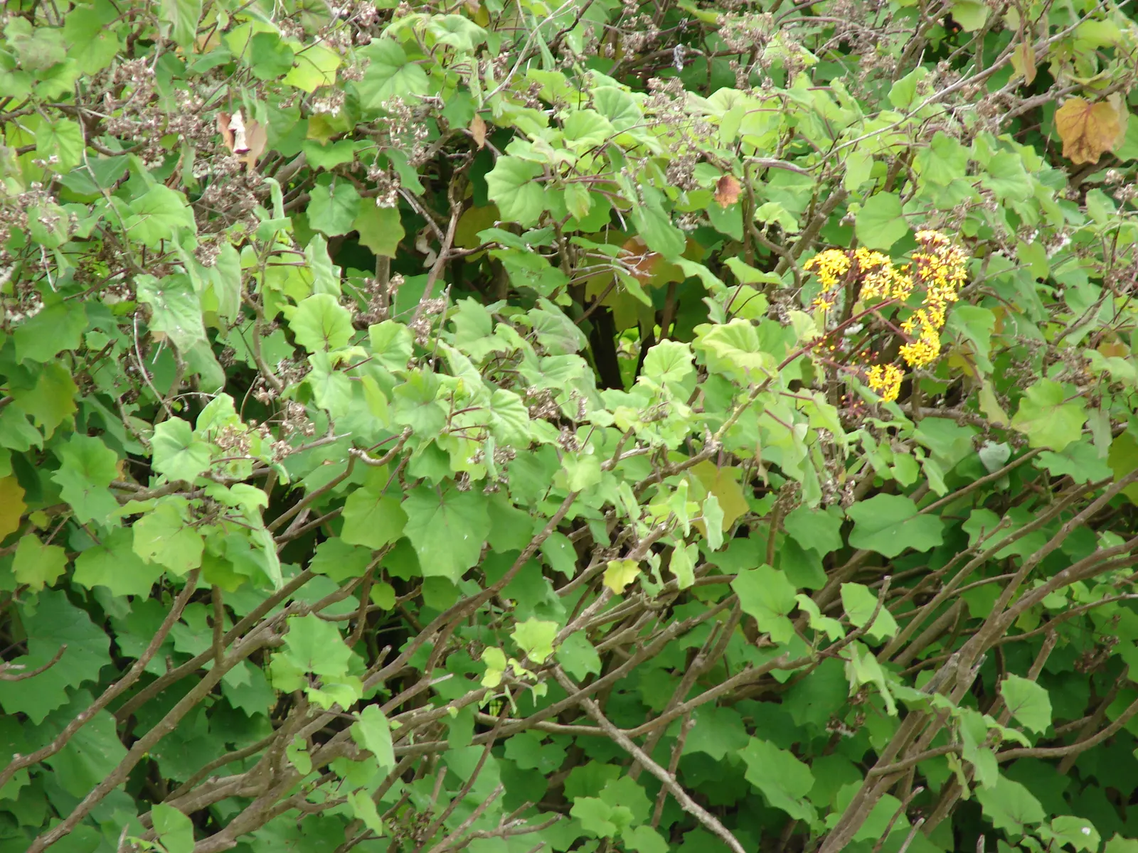 Velvet Groundsel (Roldana Petasitis) — Native to the cloud forests of Central America; this plant exudes a tropical flair with its velvety, image 66