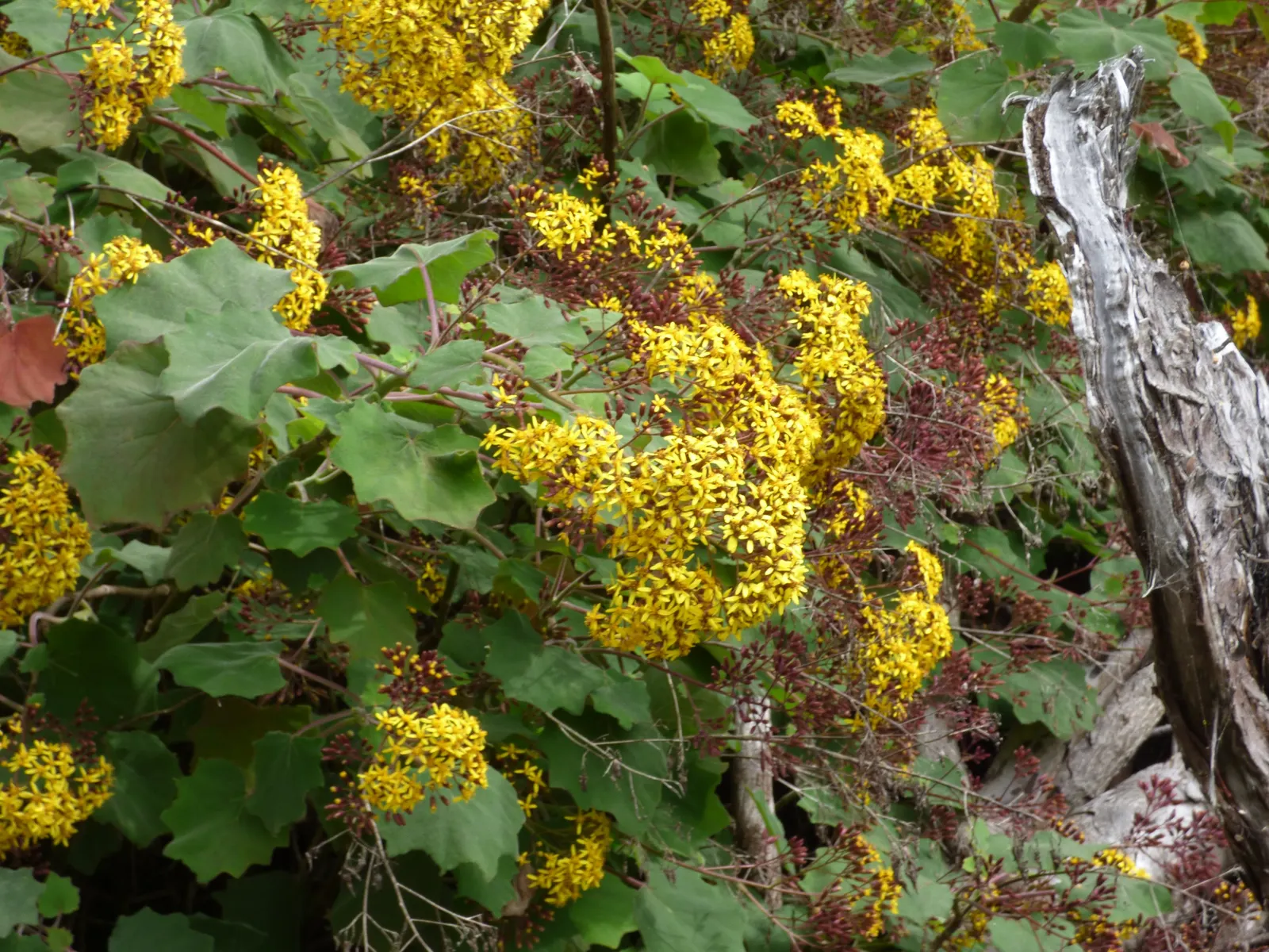 Velvet Groundsel (Roldana Petasitis) — adding a vibrant splash to any garden; it boasts sunny yellow flowers in clusters