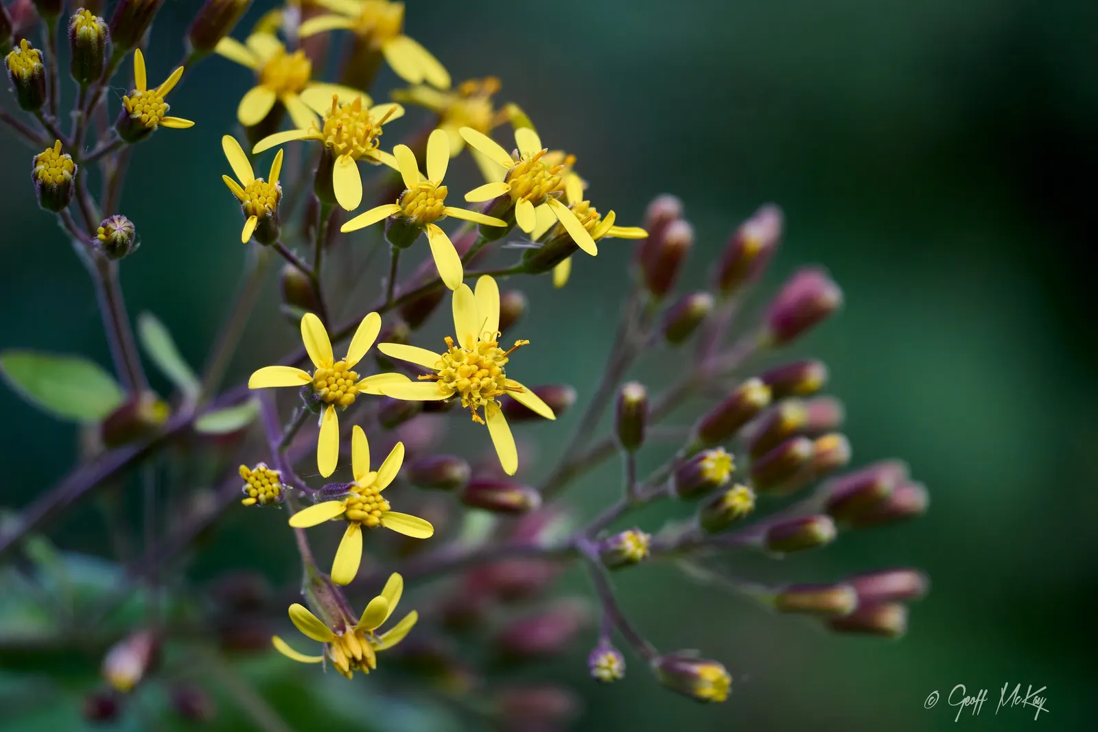 Velvet Groundsel (Roldana Petasitis) — Velvet Groundsel (Roldana petasitis) is a semi-woody perennial; it boasts sunny yellow flowers in clusters, image 57