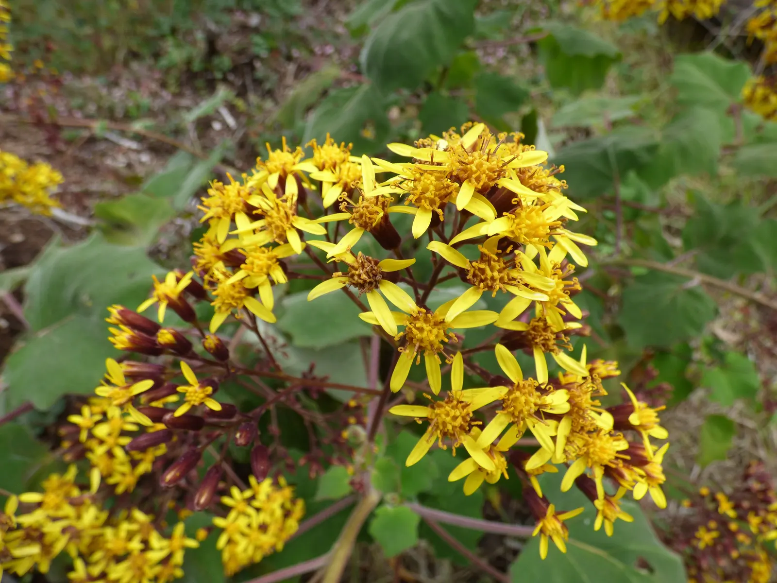 Velvet Groundsel (Roldana Petasitis) — shrub for full