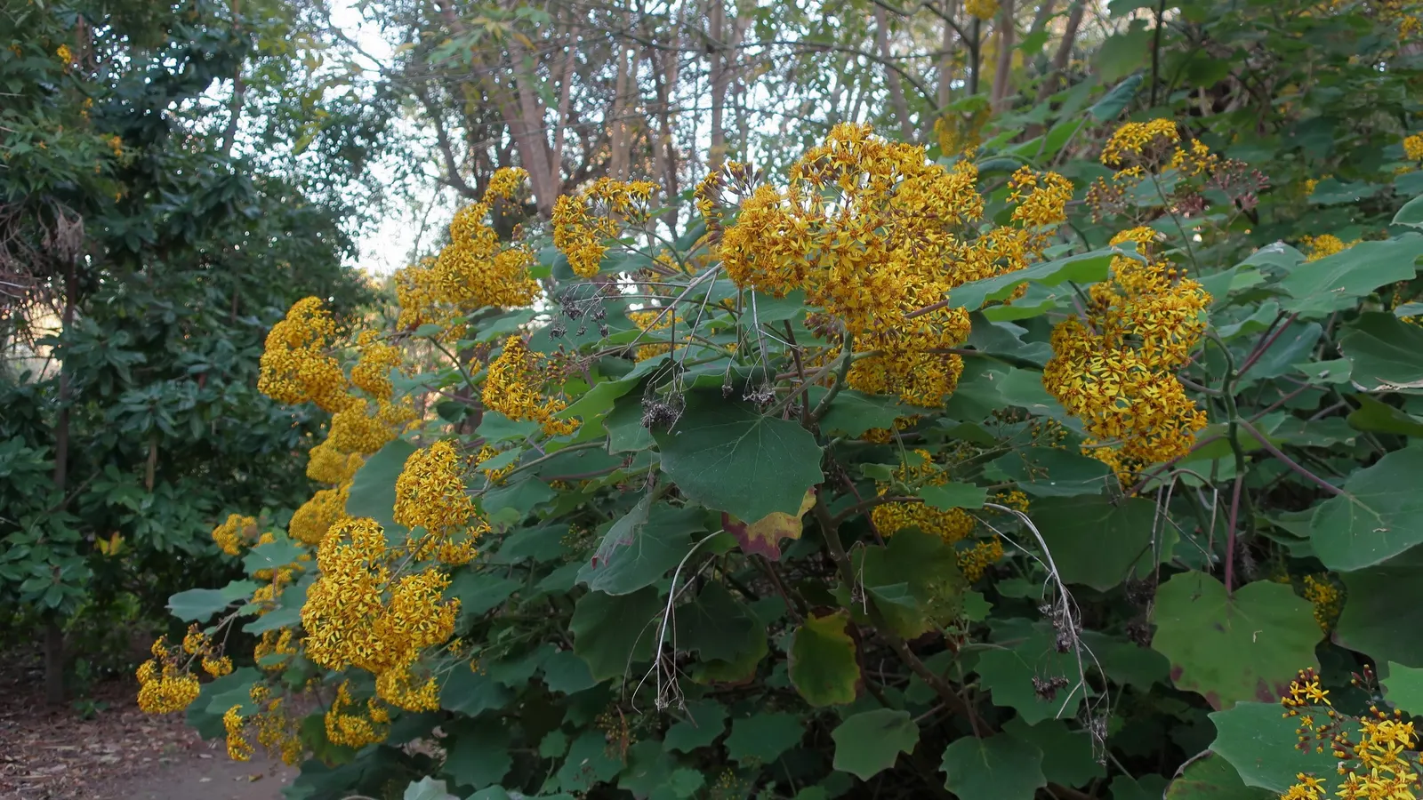 Velvet Groundsel (Roldana Petasitis) — Velvet Groundsel (Roldana petasitis) is a semi-woody perennial