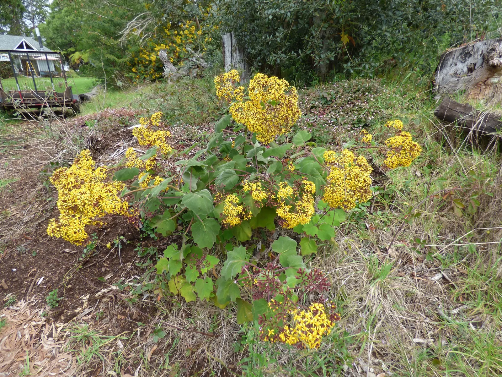 Velvet Groundsel (Roldana Petasitis) — it's moderately drought-tolerant