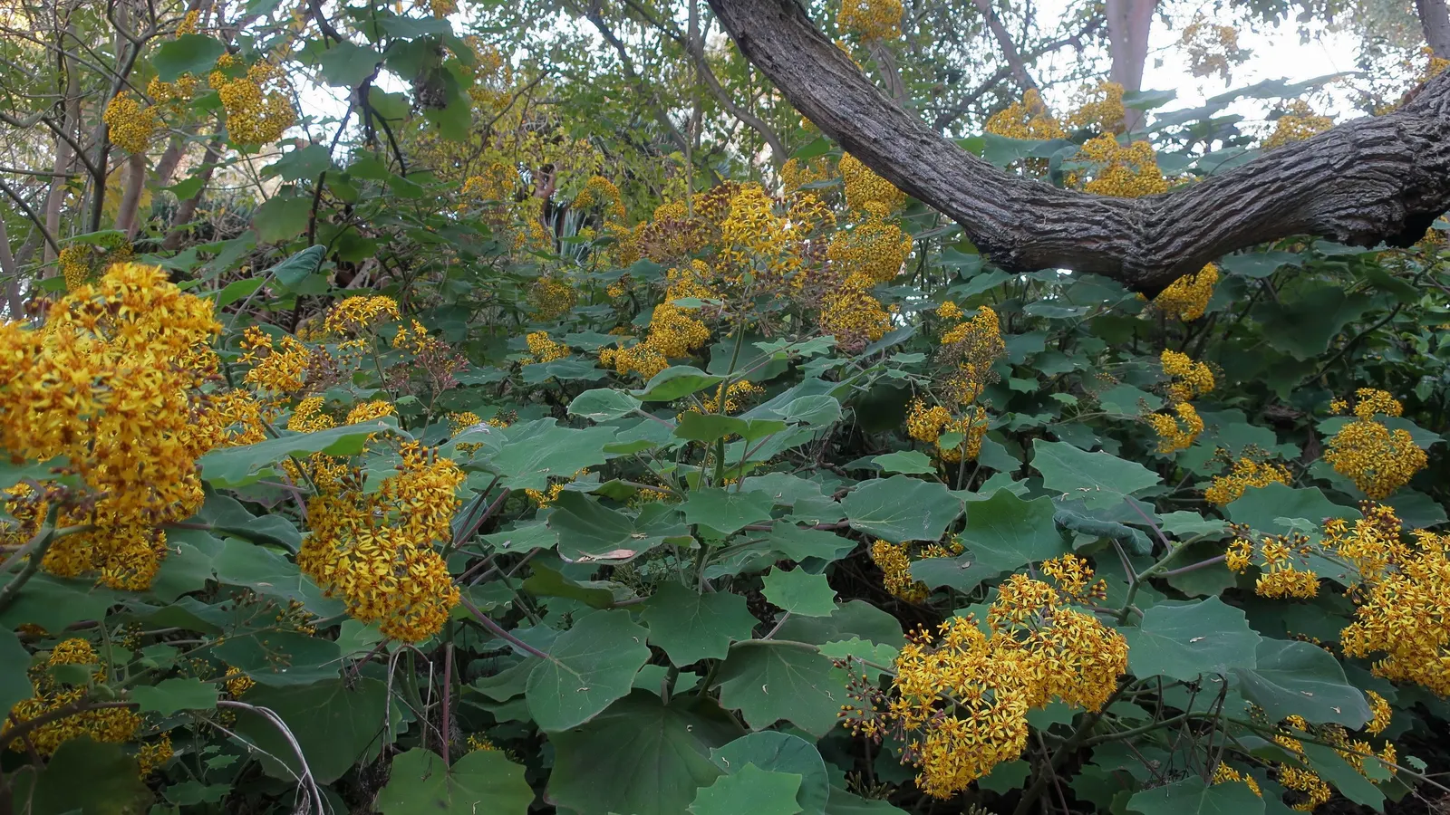 Velvet Groundsel (Roldana Petasitis) — including bees and butterflies; this plant exudes a tropical flair with its velvety