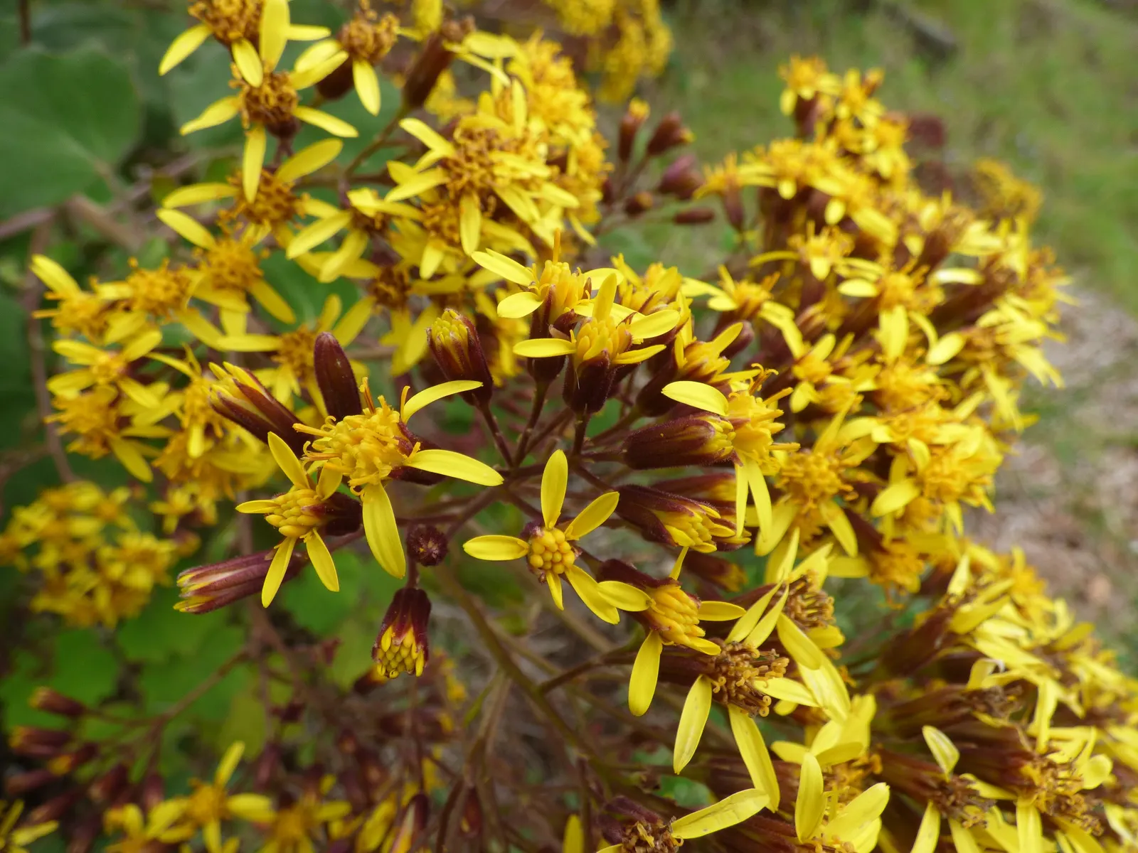 Velvet Groundsel (Roldana Petasitis) — In the late winter to early spring