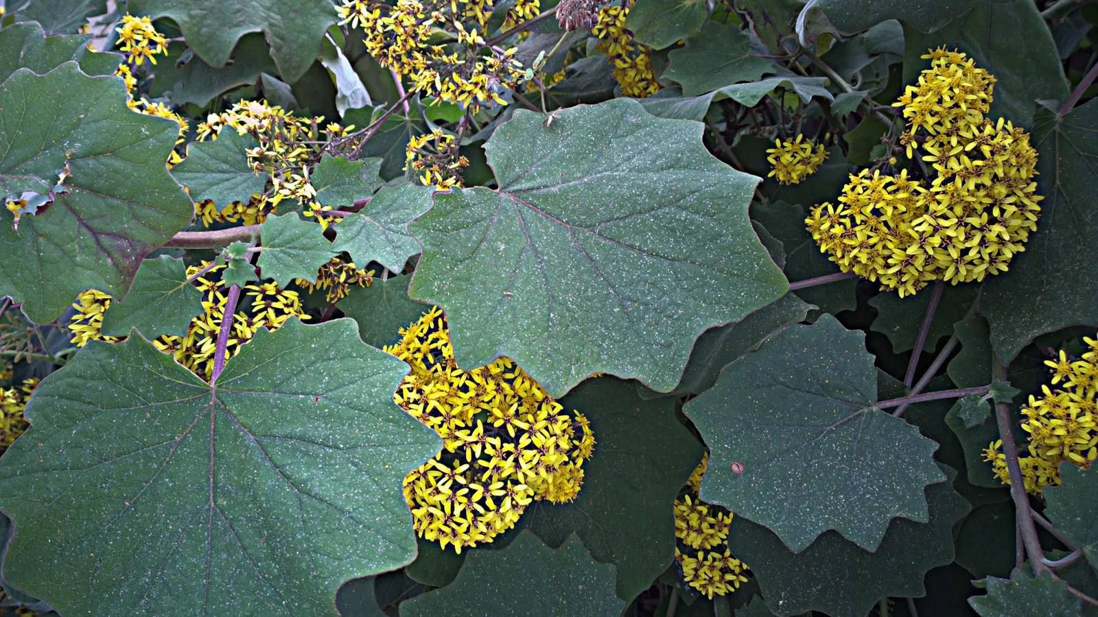 Velvet Groundsel (Roldana Petasitis) — including bees and butterflies