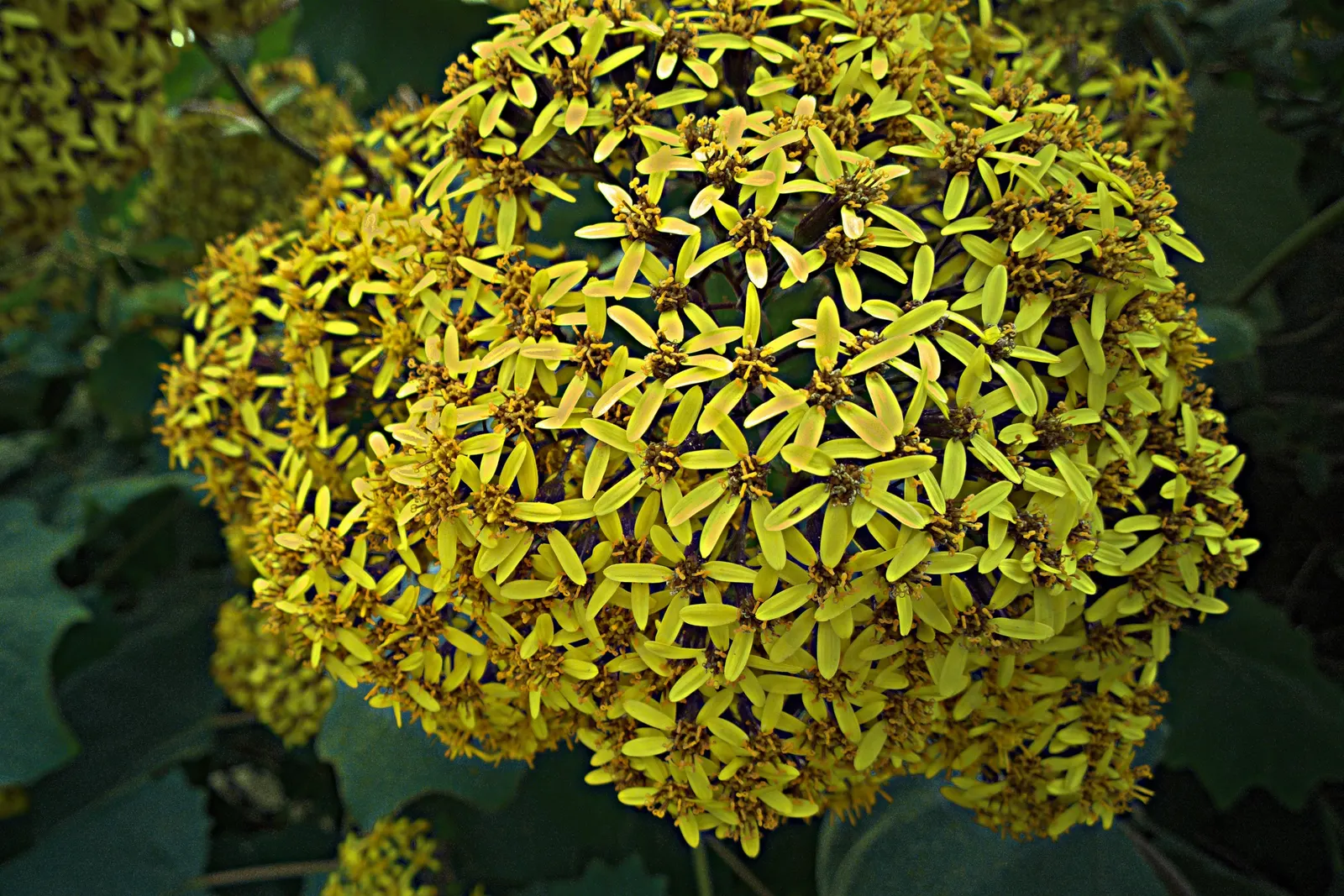 Velvet Groundsel (Roldana Petasitis) — well-drained soil and prefers partial sun to light shade; however; roldana petasitis is an excellent choice to meet